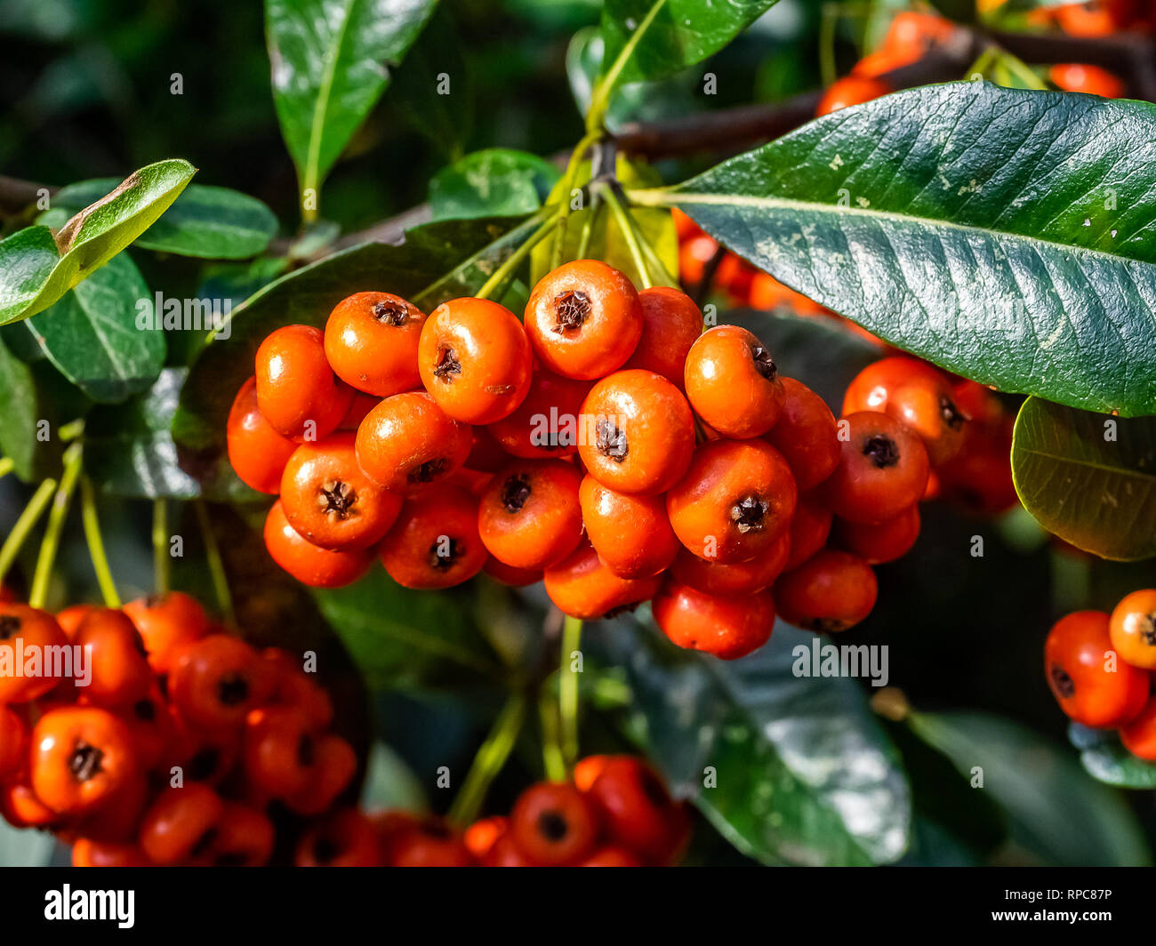 A large cluster of ripe firethorn berries hang from a bush along a residential walking path in Kanagawa, Japan Stock Photo