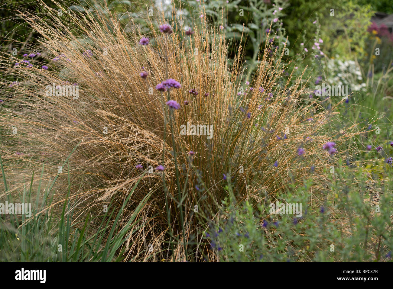 CHIONOCHLOA RUBRA Stock Photo