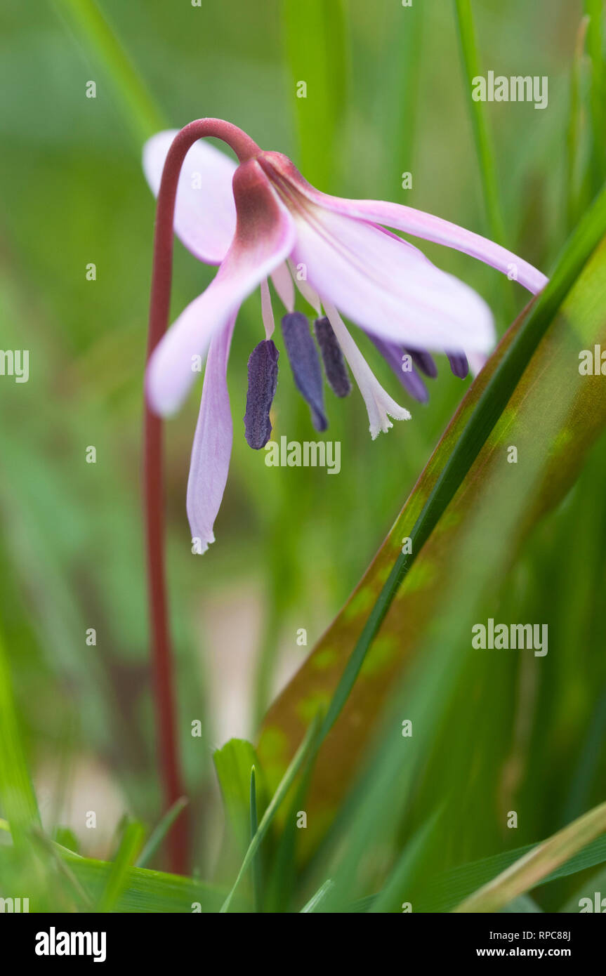 ERYTHRONIUM DENS-CANIS Stock Photo