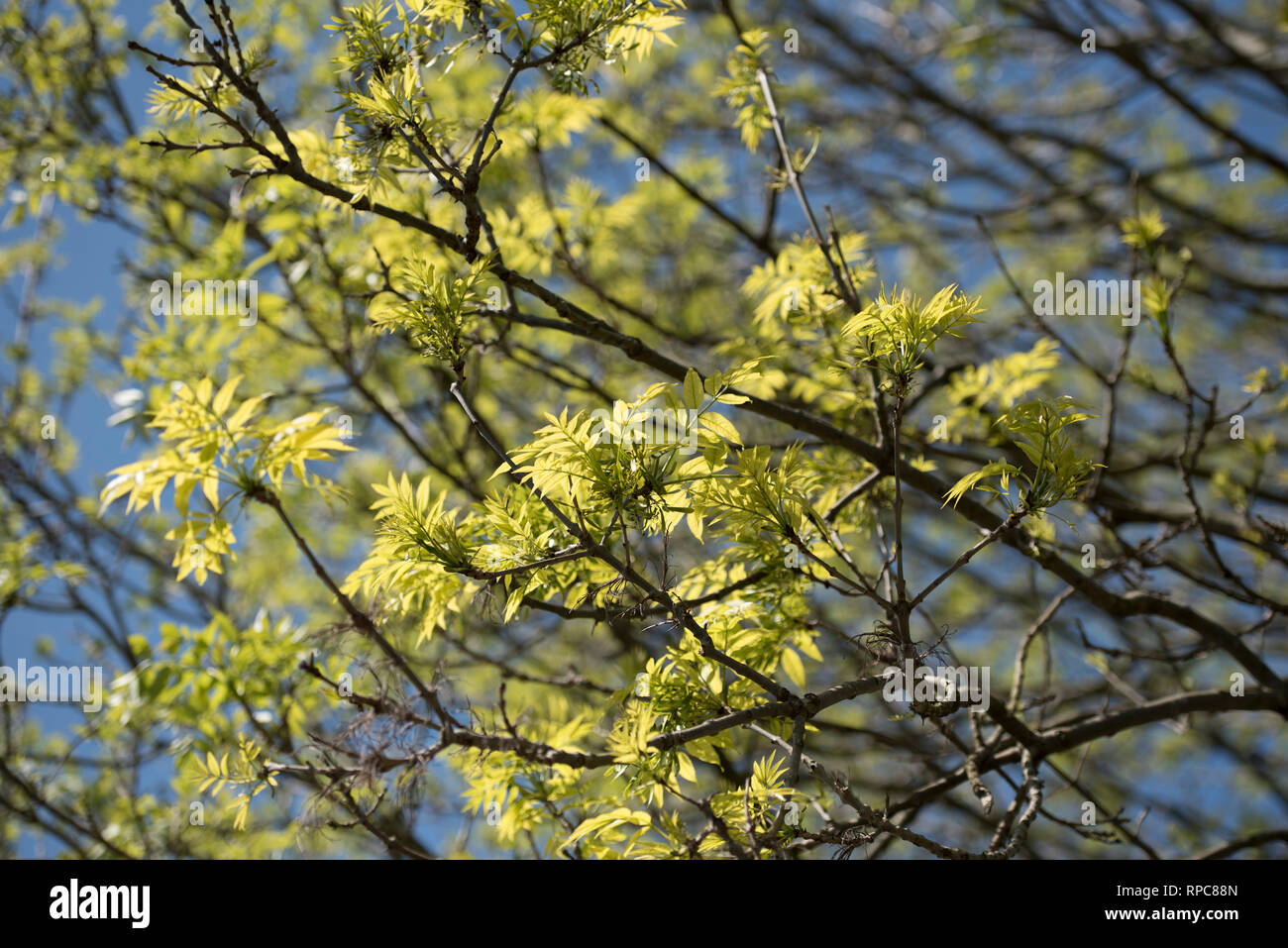 FRAXINUS EXCELSIOR Stock Photo