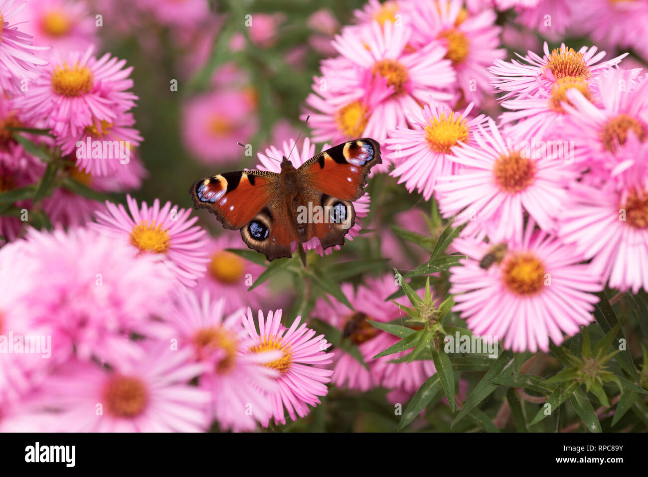 INACHIS IO PEACOCK BUTTERFLY feeding on SYMPHYOTRICHUM BADSEY PINK Stock Photo