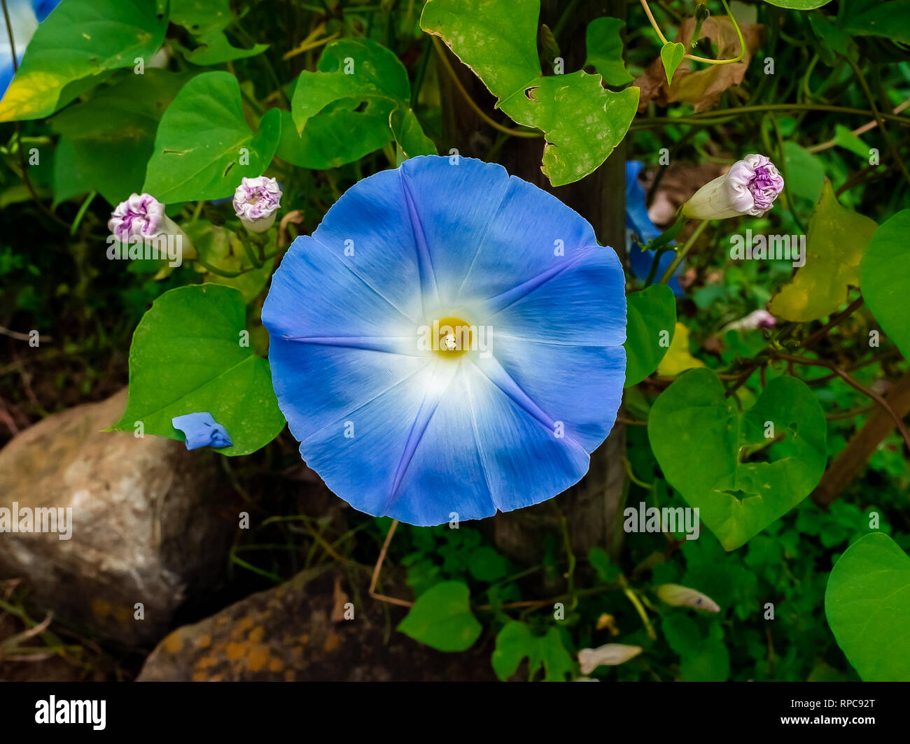 Morning Glories #4B VF 2010 Stock Image