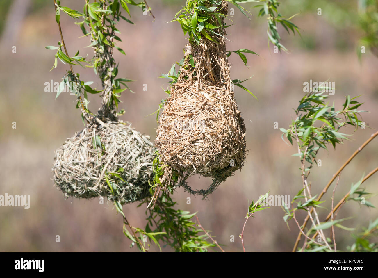 Nest of a Cape Weaver bird, Ploceus capensis woven from grass and straw onto the branches of a weeping willow tree over water. Close up detail Stock Photo