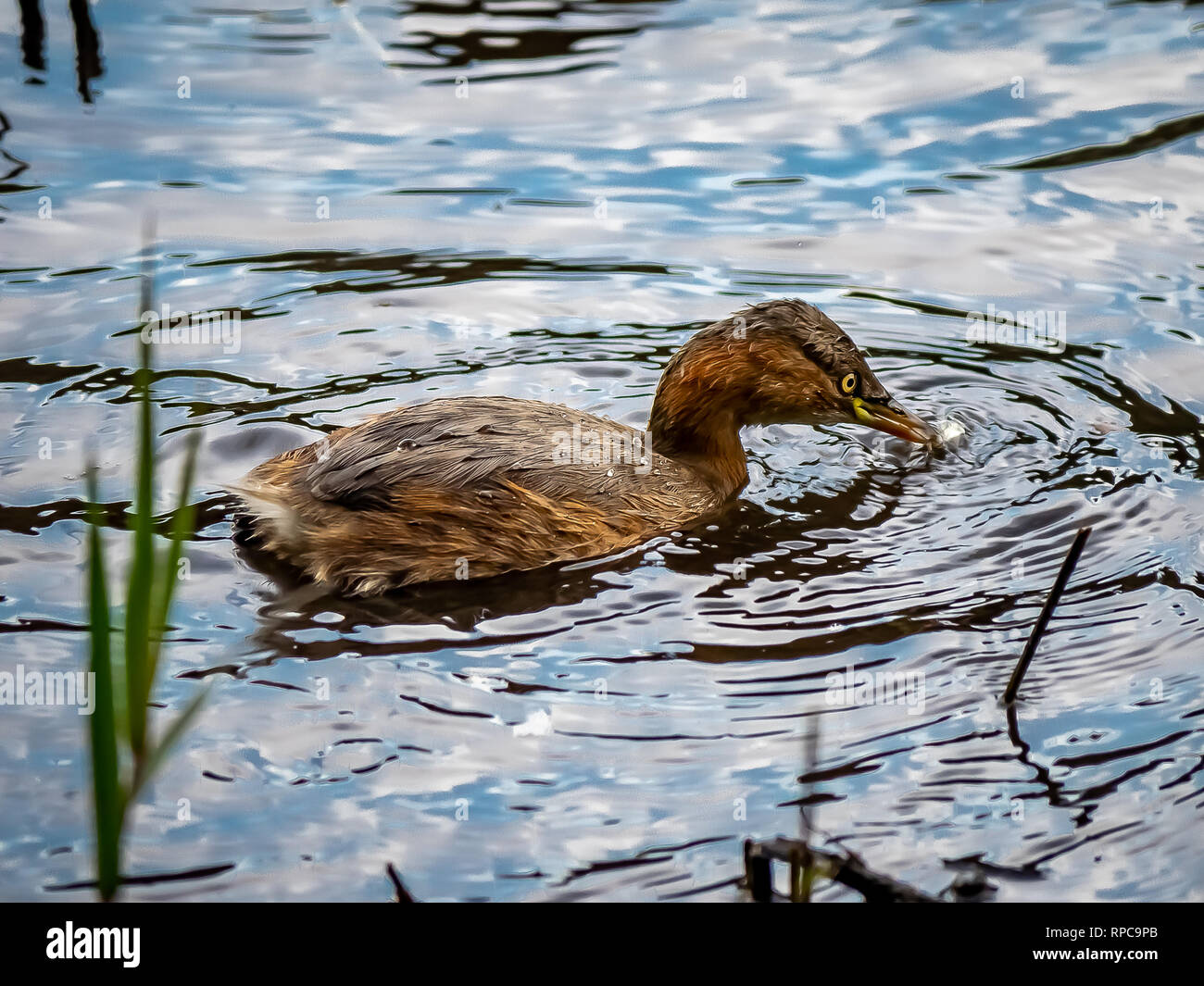 A little grebe waterfowl, Tachybaptus ruficollis searches the shoreline of a small Japanese pond in a forest park near Yokohama, Japan. Stock Photo