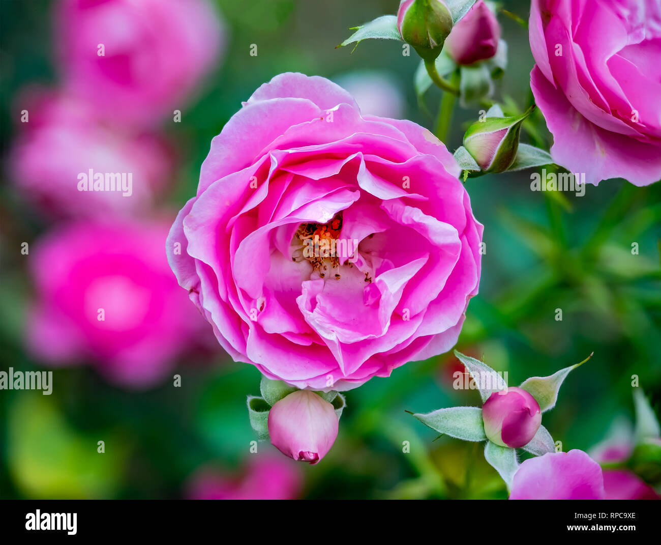 A small pink rose blooms in a rose garden in early fall in a park in ...