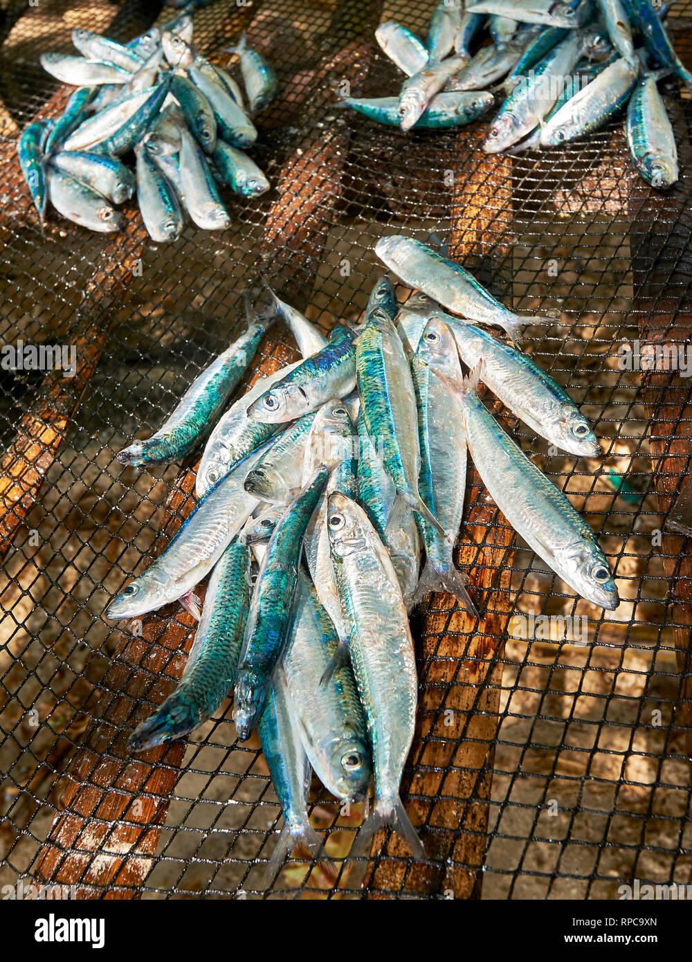 Catch of small blue and silver herring-like fish in a fishing net for sale at Hinolugan Beach on Carabao Island, Romblon Province, Philippines Stock Photo