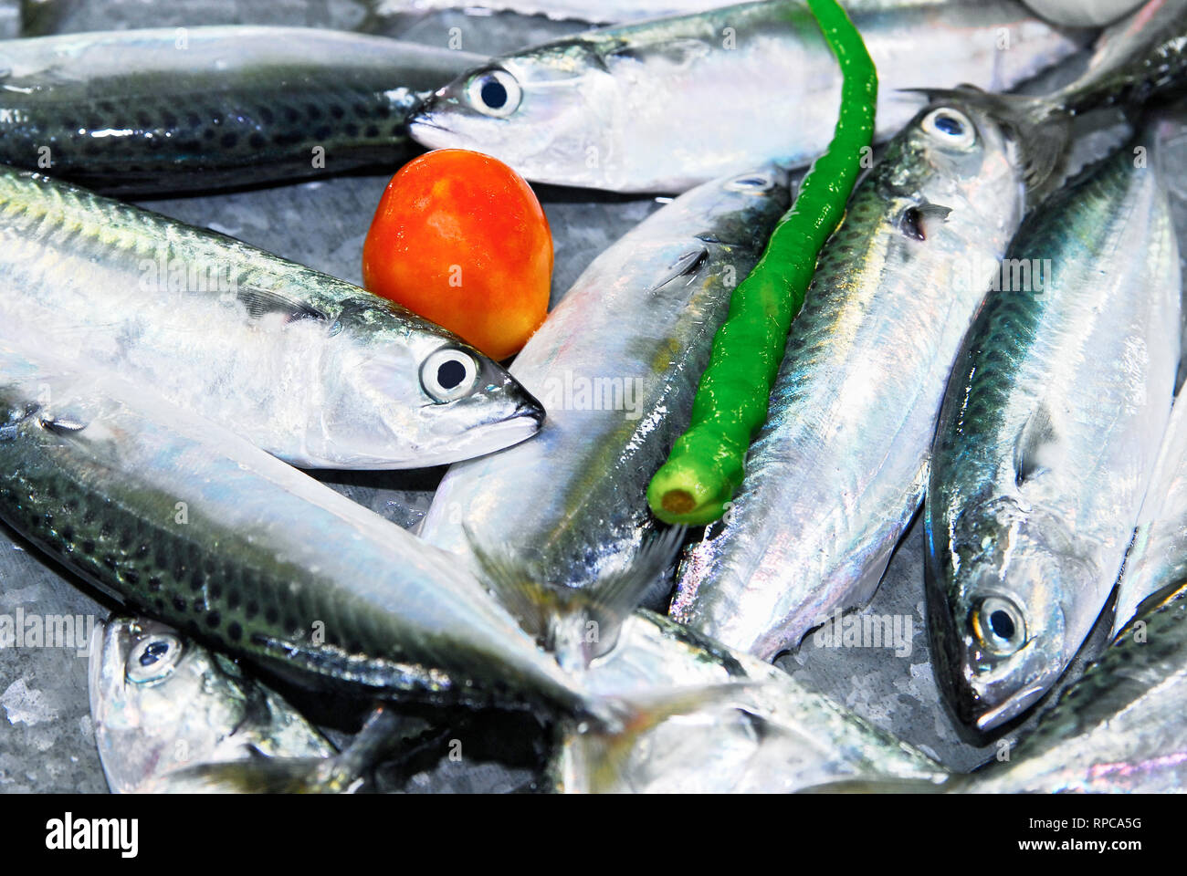 Mackerel scad decapterus macarellus hires stock photography and images