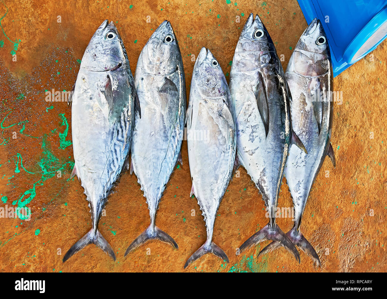 Close-up of five medium sized tuna fishes lined-up on a brown floor near the wet market in Taytay, Palawan Province, Philippines Stock Photo