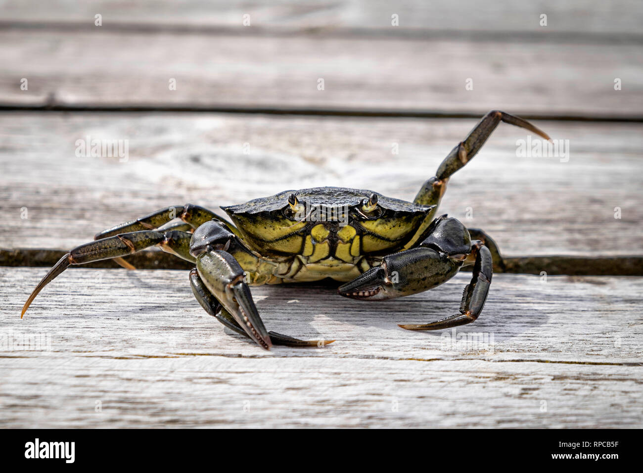Seaweed crab crawls on the dock Stock Photo Alamy