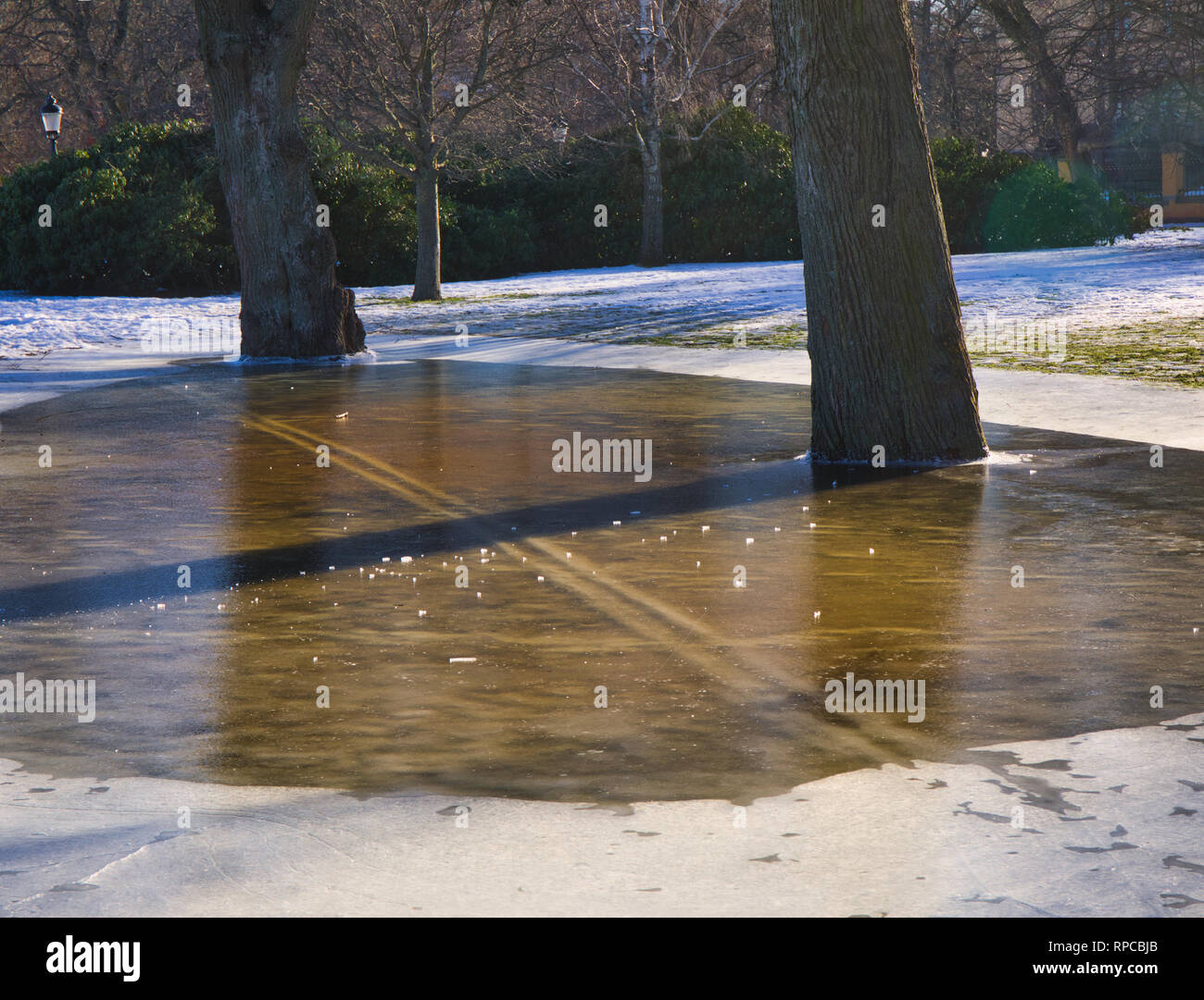 Tree trunks frozen in ice on the island of Djurgarden, Stockholm ...