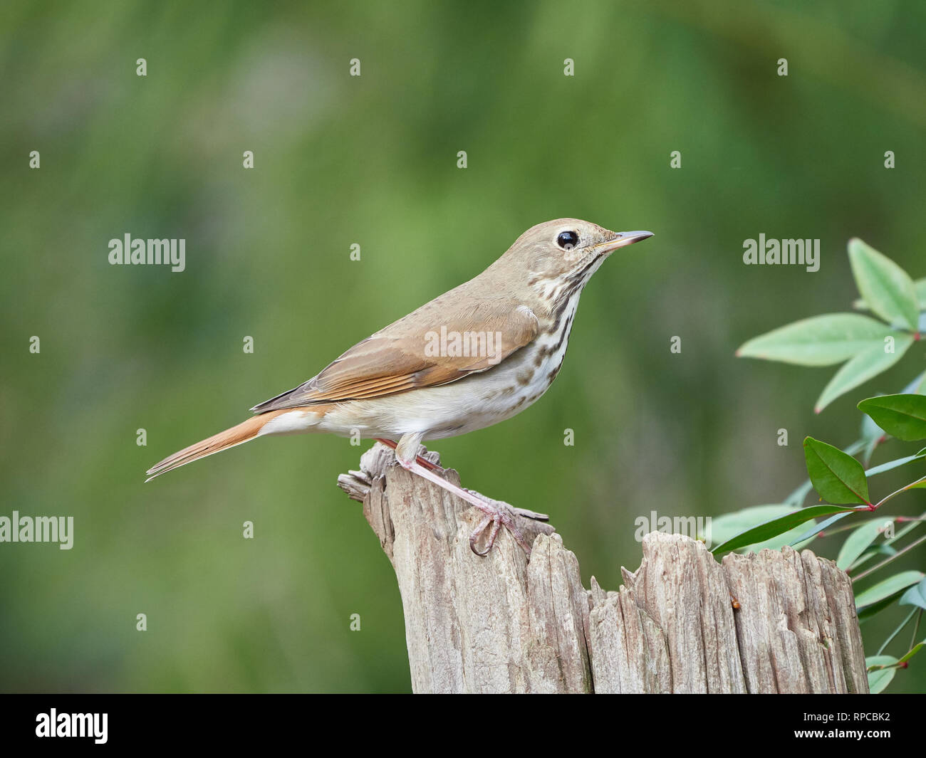 Hermit thrush vermont hi-res stock photography and images - Alamy