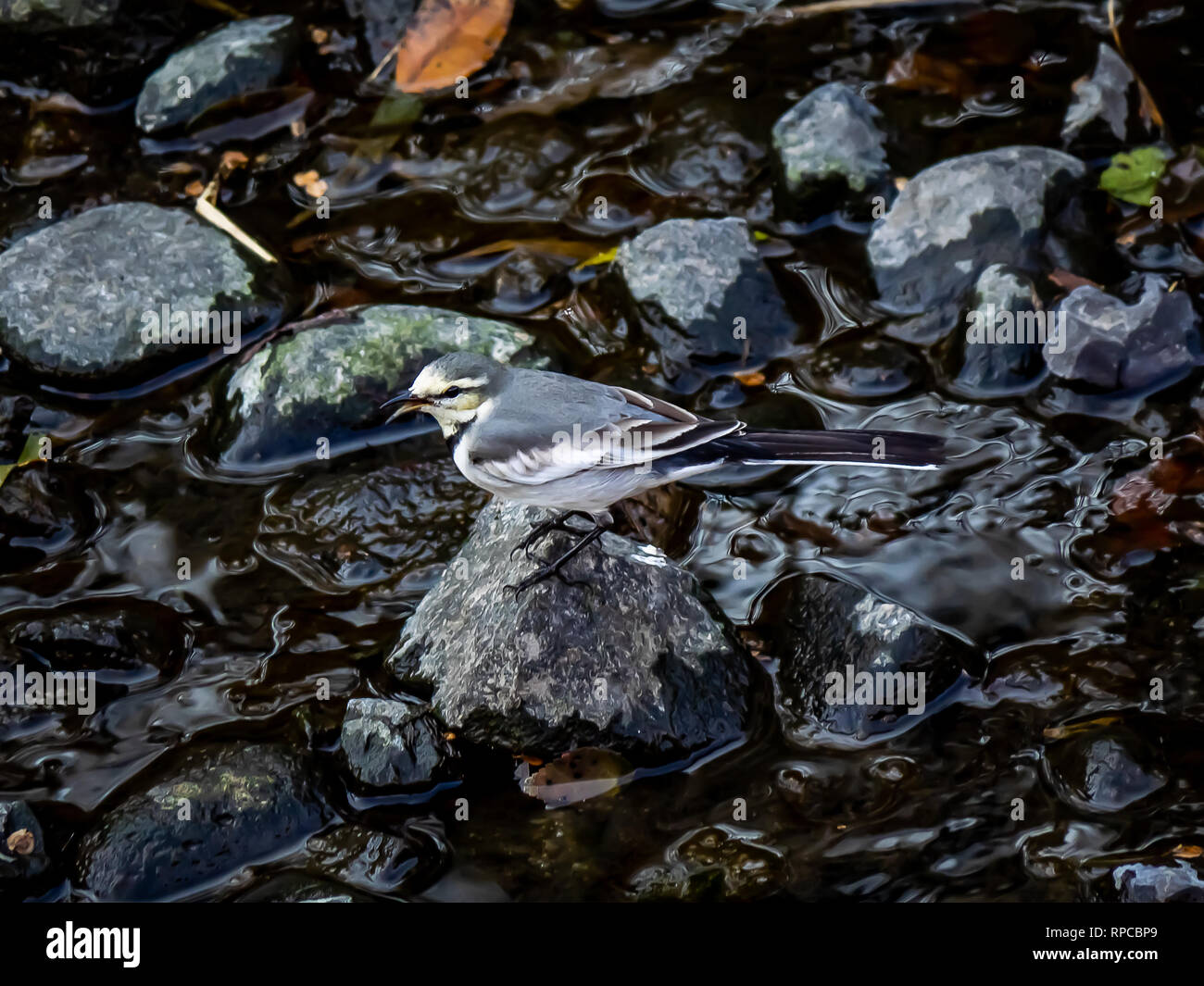 A white wagtail hops across the rocks in a shallow Japanese river in central Kanagawa Prefecture, Japan Stock Photo