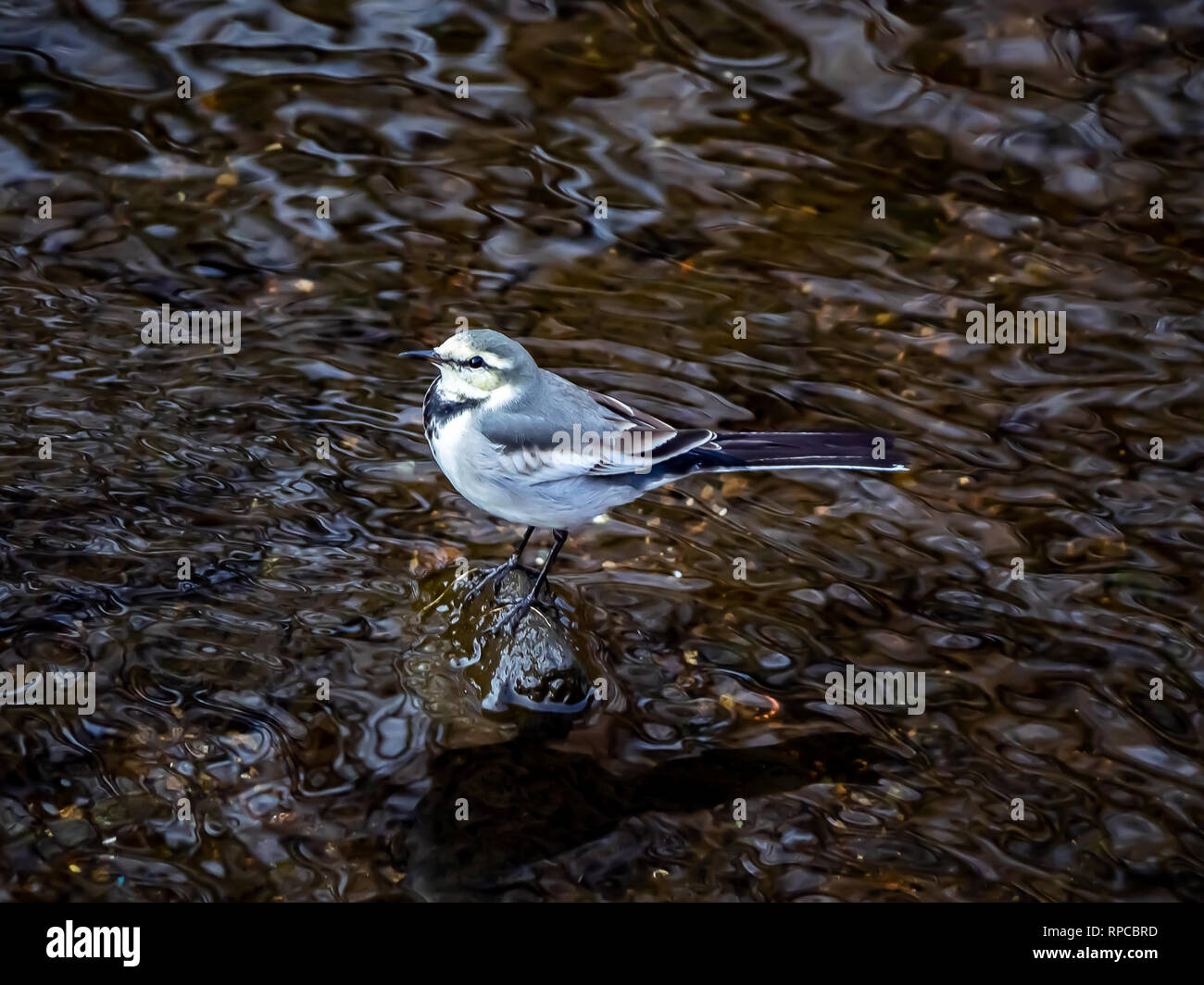 A white wagtail hops across the rocks in a shallow Japanese river in central Kanagawa Prefecture, Japan Stock Photo