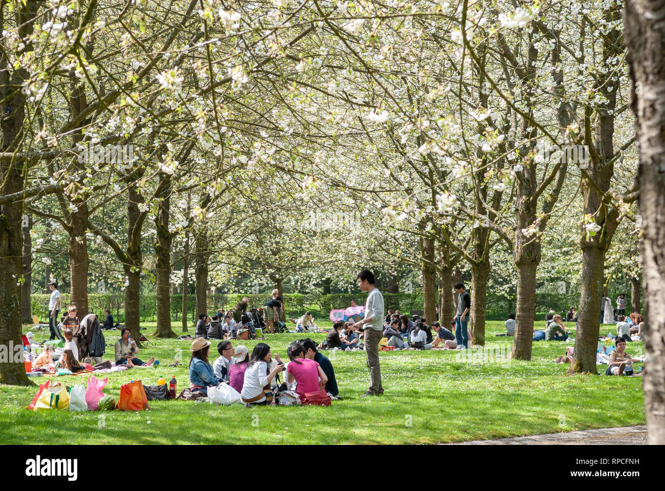 Cherry blossom party hires stock photography and images Alamy