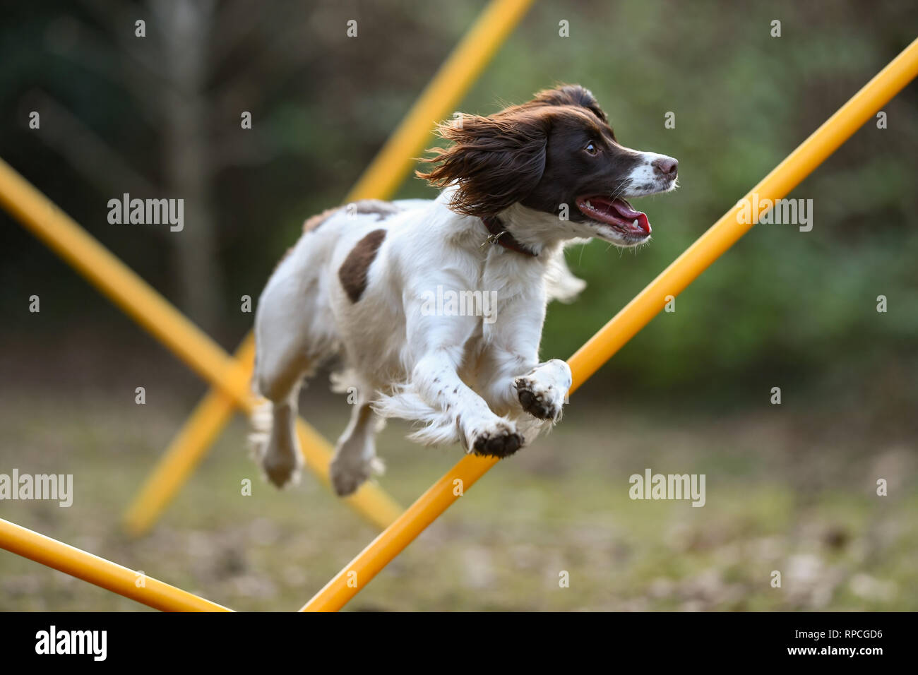 Springer spaniel best sale agility