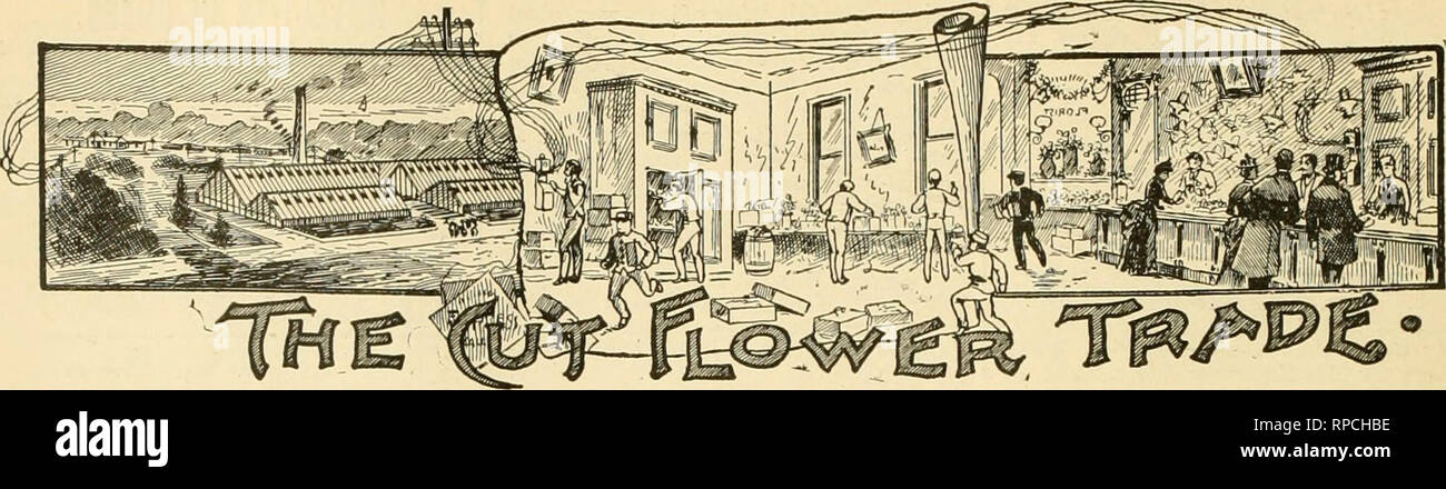 . The American florist : a weekly journal for the trade. Floriculture; Florists. 10 The American Florist. Dec. 75'. Winter Floral Styles. Fashion dictates that for the trimming of evening gowns for all occasions, ex- cepting weddings, foliage shall be used. The reason is probably that green, with its numerous shadings into olive, and almost into yellow, is the most stylish color for costumes of all sorts. White, in light and rich fabrics, is the vogue for fall dress entertainments, if worn by young people, and even the dowagers dress in white satin brocades and velvets. Low necked and short sl Stock Photo