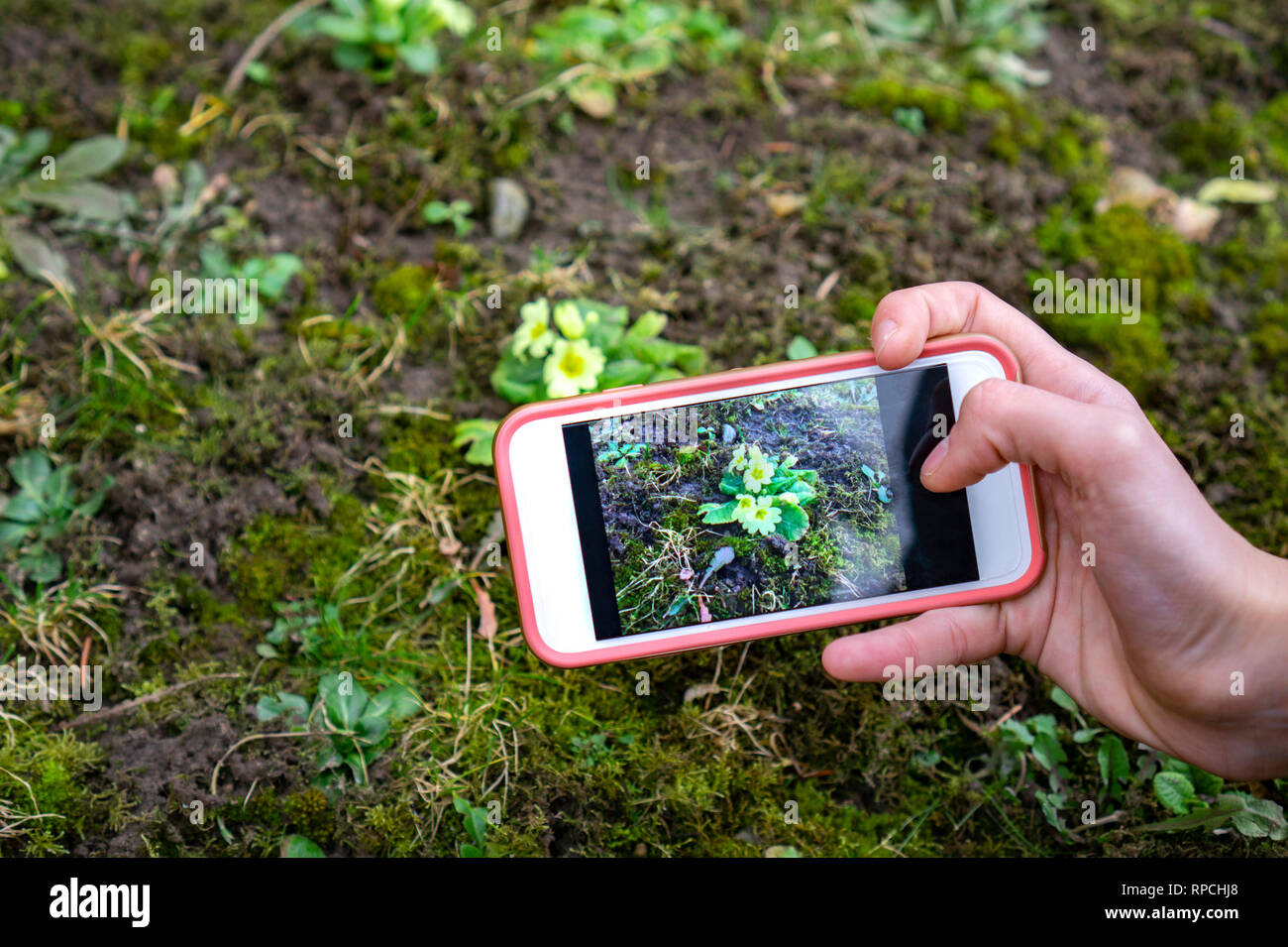 plant identification handbook application concept use technlolgy in the nature uplugged Stock Photo