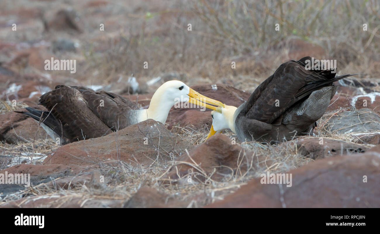 A breeding pair of Waved Albatross (Phoebastria irrorata) on Espanola Island in Galapagos Stock Photo