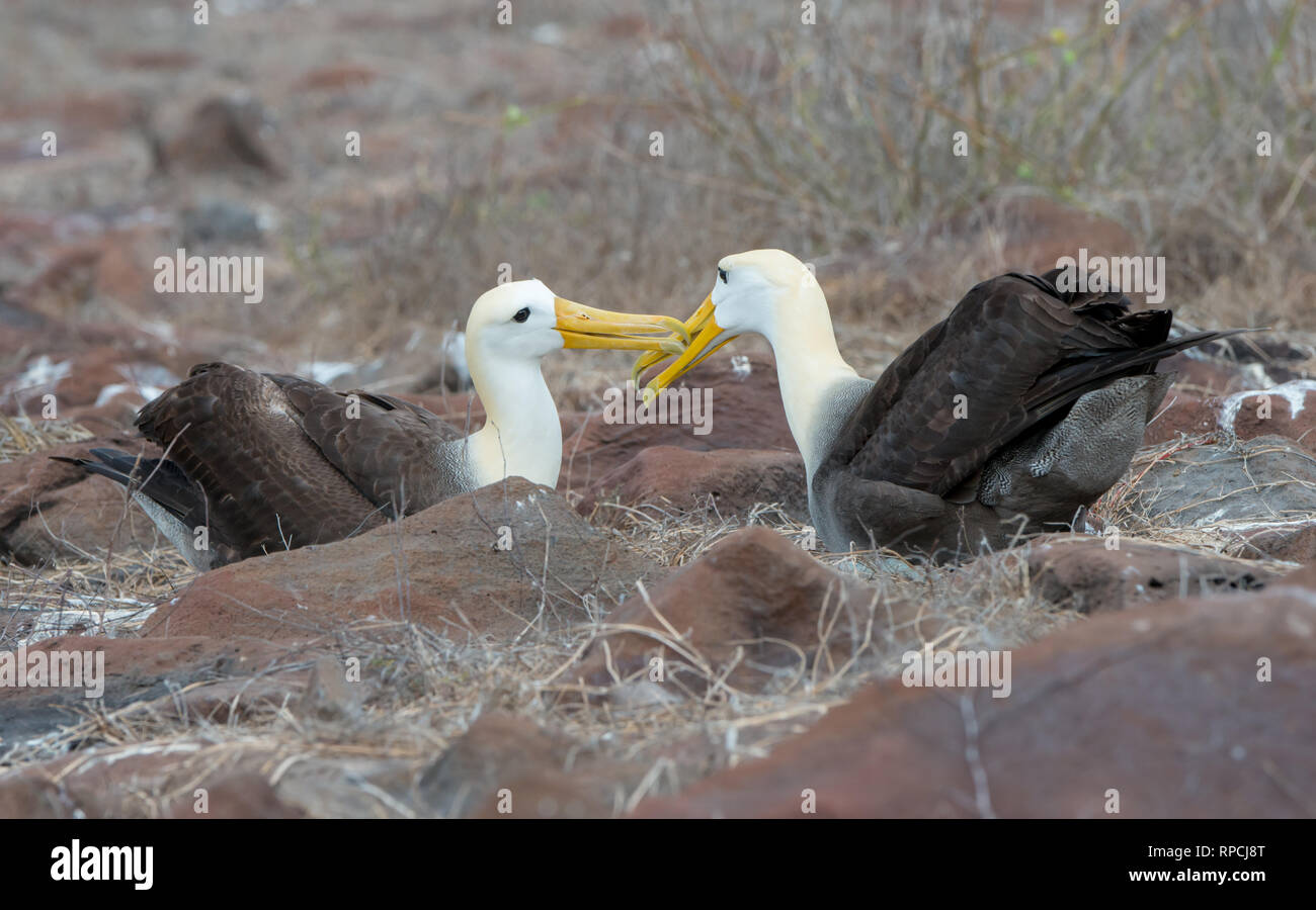 A breeding pair of Waved Albatross (Phoebastria irrorata) on Espanola Island in Galapagos Stock Photo