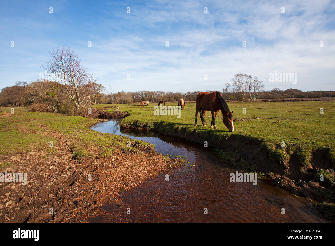 New Forest ponies beside a restored stream part of the Beaulieu River Longwater Lawn New Forest National Park Hampshire England UK April 2016 Stock Photo