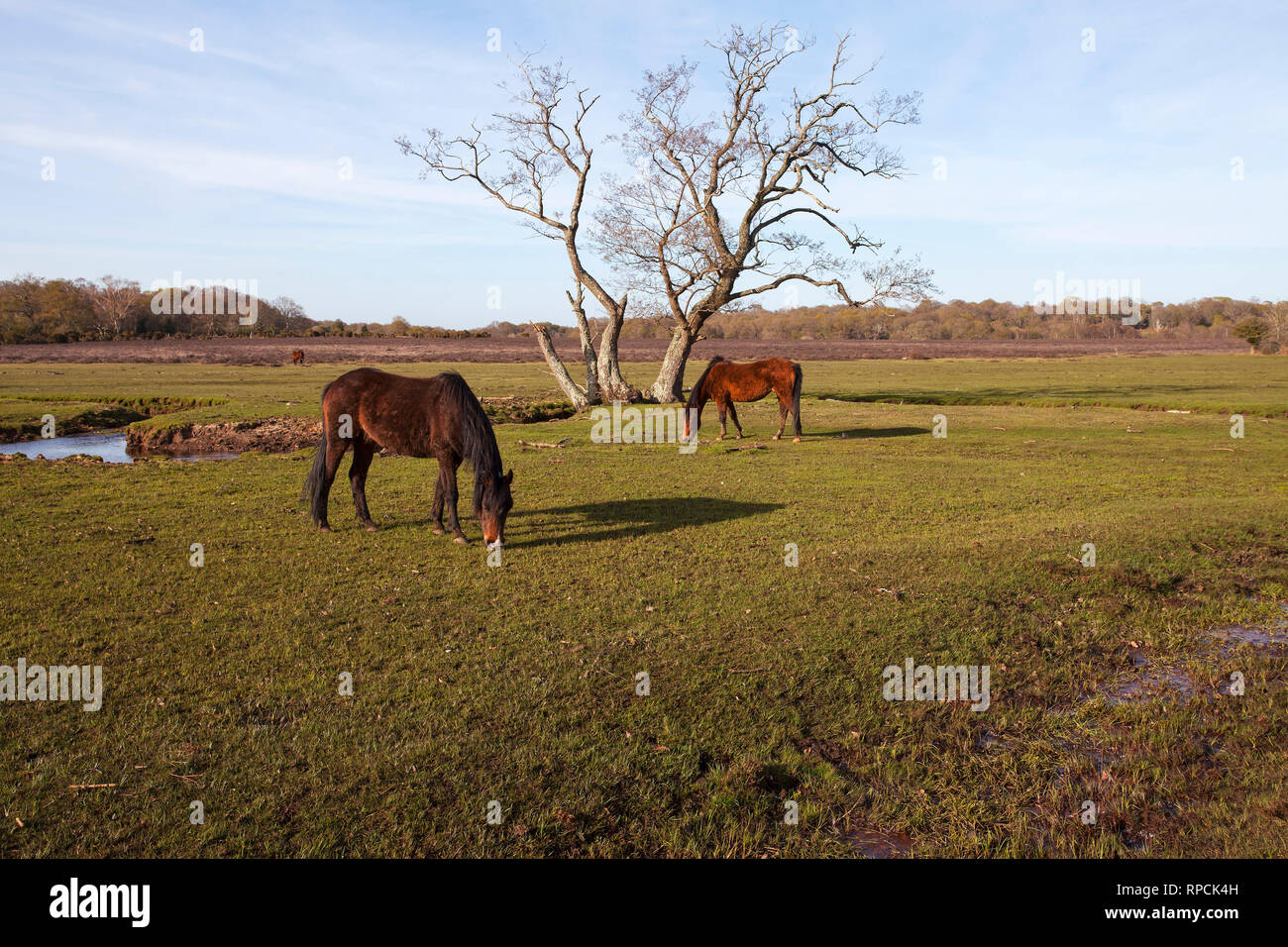 New Forest ponies beside a restored stream part of the Beaulieu River Longwater Lawn New Forest National Park Hampshire England UK April 2016 Stock Photo