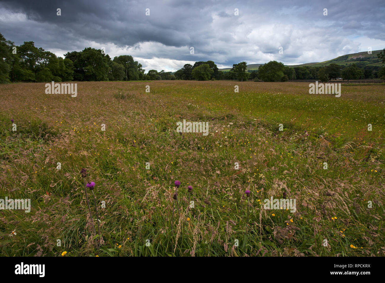 Askrigg Bottoms Meadow with Melancholy thistle Cirsium helenioides Askrigg Wensleydale Yorkshire Dales National Park Yorkshire England UK July 2016 Stock Photo