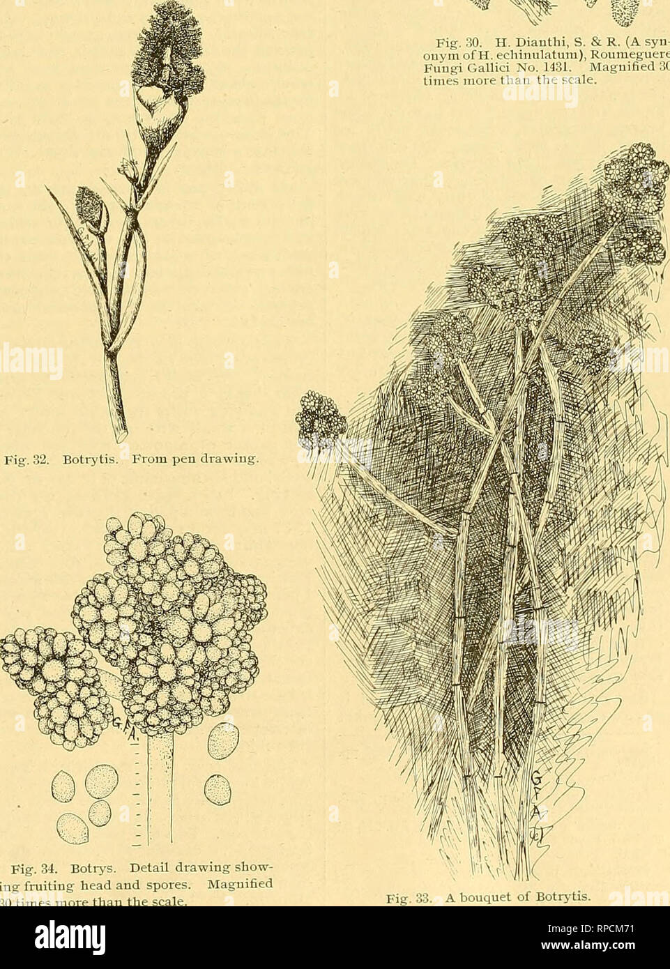 . The American florist : a weekly journal for the trade. Floriculture; Florists. Fig. 30. H. Dianthi, S. &amp; R. (A syn-. onym of H. echinulatum), Roumeguere Fungi Gallici No. 1431. Magnified 30 times more than the scale. Fig. 31. Cladosporiuni herbamm var. nodosum. Tuft of fruiting threads and spores. Magnified 30 times more than the scale. As the vegetive threads growing within the leaf tissue exhaust its sub- stance at certain points there appears a nearly circular light colored spot. In these spots directly beneath the epidermis the threads form small tubercular bodies, dark brown in colo Stock Photo