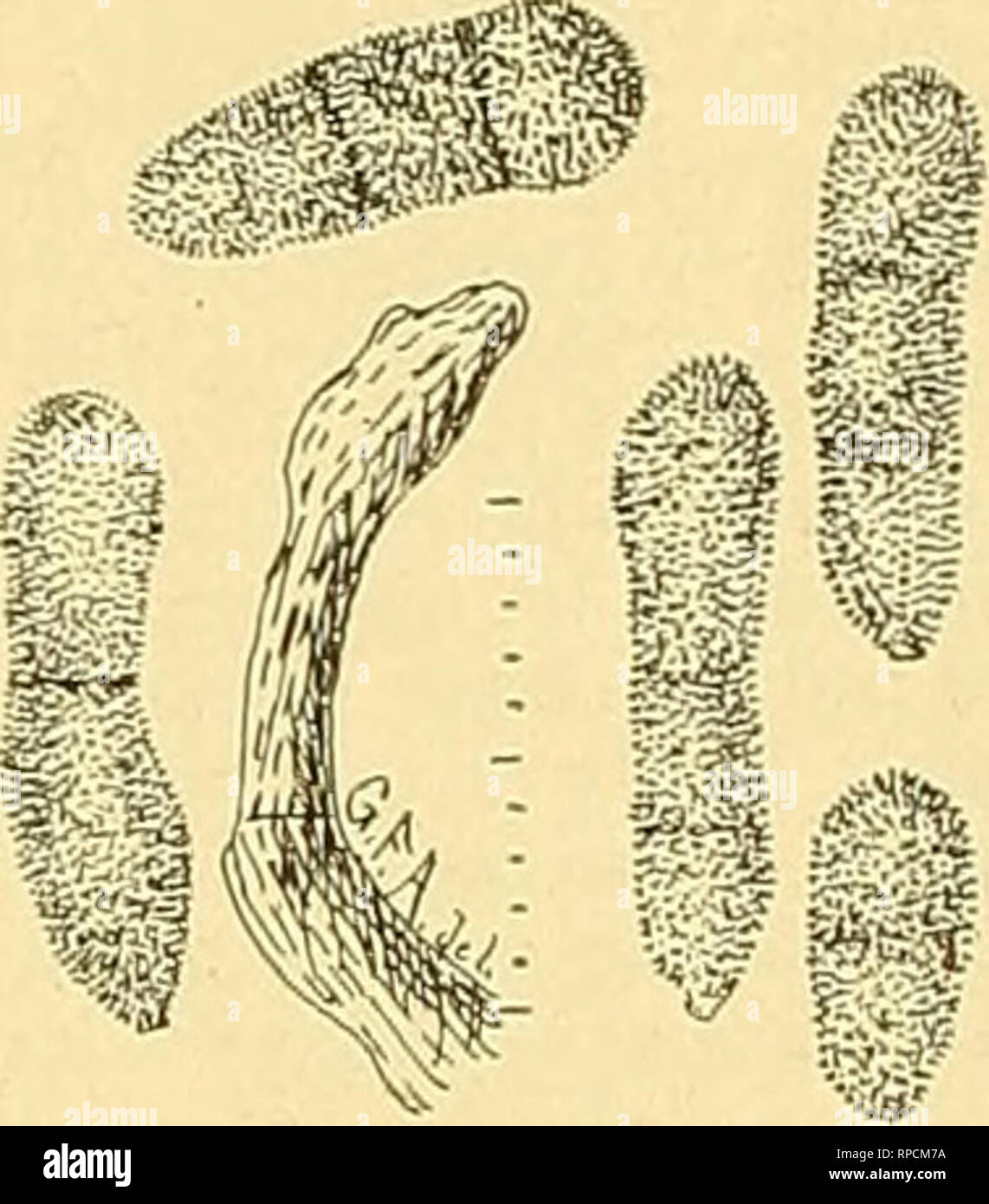 . The American florist : a weekly journal for the trade. Floriculture; Florists. Magnified 30 times. Fig. 30. H. Dianthi, S. &amp; R. (A syn-. onym of H. echinulatum), Roumeguere Fungi Gallici No. 1431. Magnified 30 times more than the scale. Fig. 31. Cladosporiuni herbamm var. nodosum. Tuft of fruiting threads and spores. Magnified 30 times more than the scale. As the vegetive threads growing within the leaf tissue exhaust its sub- stance at certain points there appears a nearly circular light colored spot. In these spots directly beneath the epidermis the threads form small tubercular bodies Stock Photo