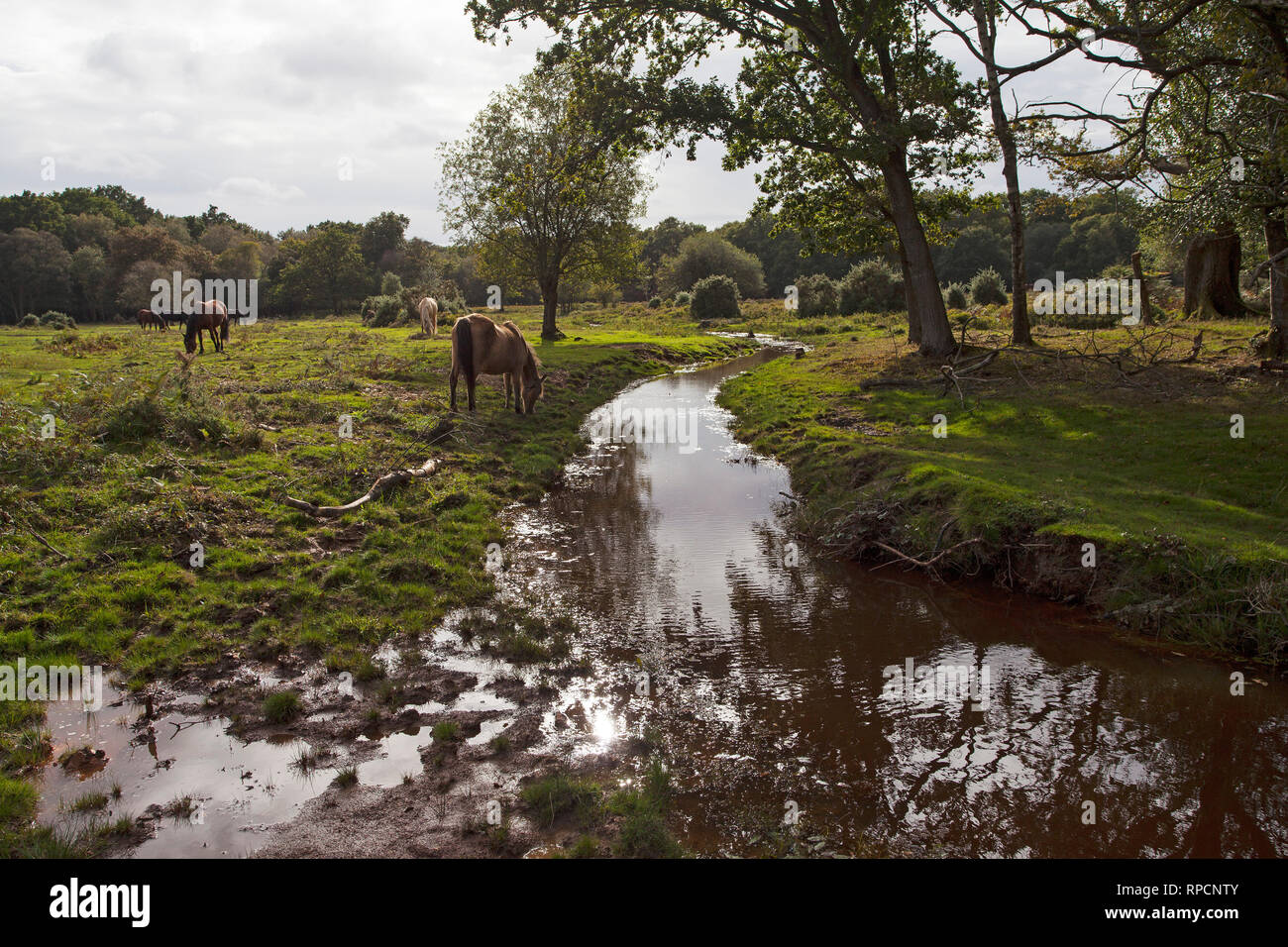 New Forest ponies beside restored stream and stream bed near Ridley Green New Forest National Park Hampshire England UK September 2016 Stock Photo