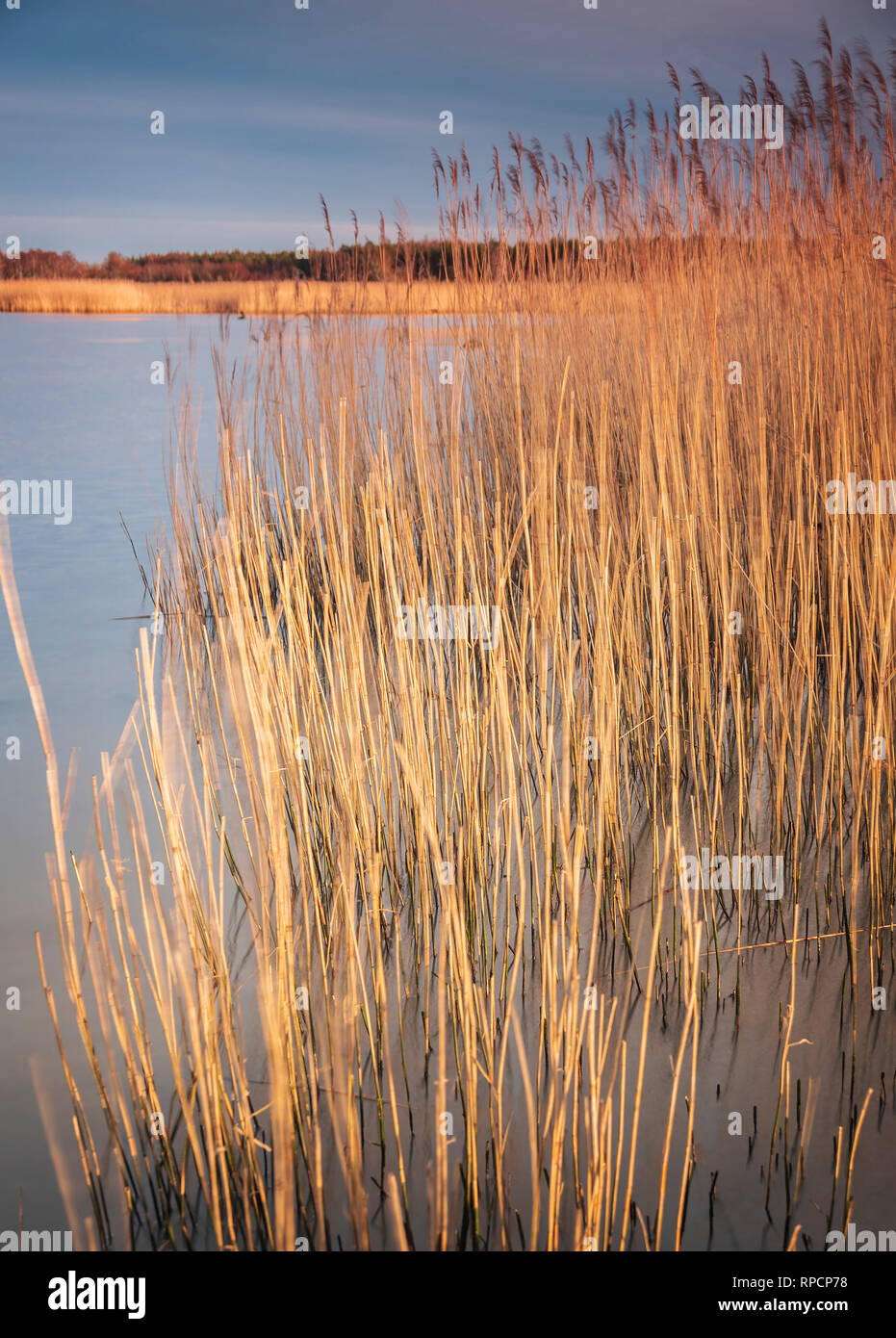 Wavey Sea Reeds Sea of reeds hi-res stock photography and images - Alamy