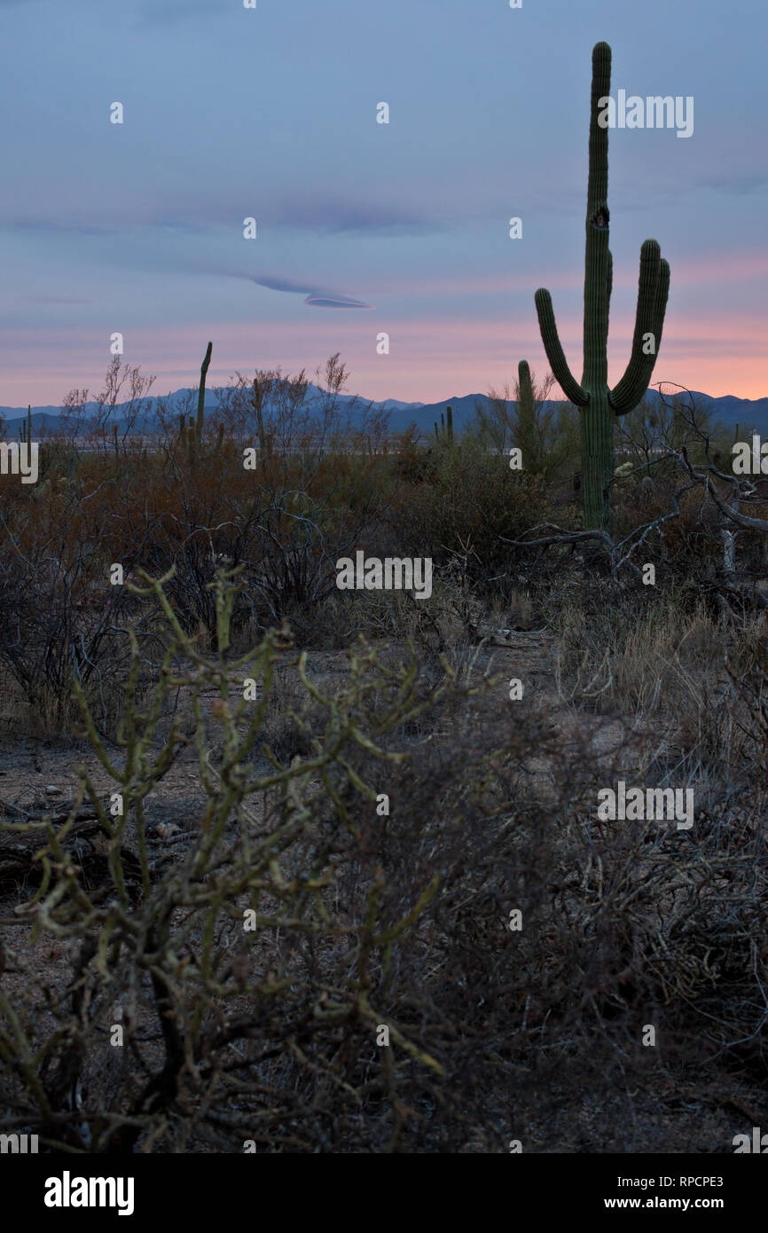 Sonoran Desert Winter Stock Photo