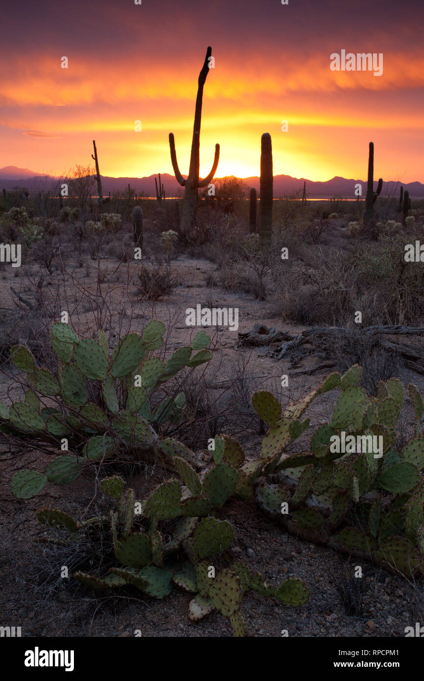 Sonoran Desert Sunset' Stock Photo - Alamy