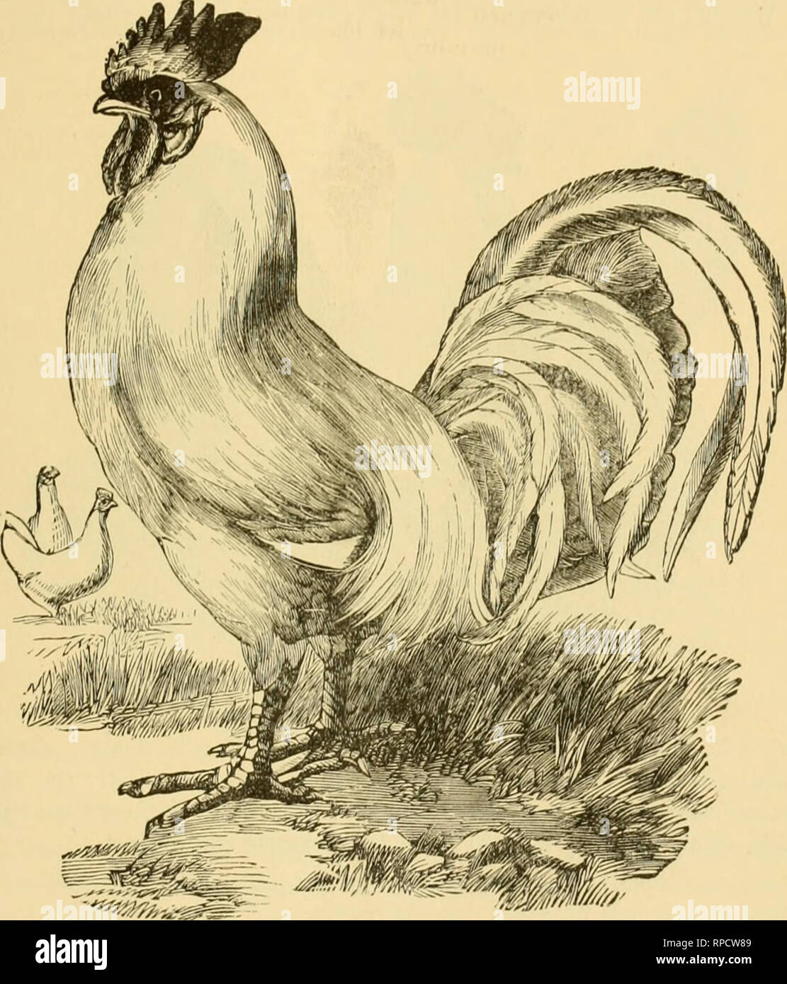The American Farmer S Pictorial Cyclopedia Of Live Stock Livestock Veterinary Medicine Hakn Yaud Kowls 925 Quill Foallicrs Iiiid I N Wliilc Iiucklc Of Tlic Neck And Saddle Tiic Iicok Of The Lu Ii The American Farmer S Pictorial Cyclopedia Of Live Stock Livestock Veterinary Medicine Hakn Yaud Kowls 925 Quill Foallicrs Iiiid I N Wliilc Iiucklc Of Tlic Neck And Saddle Tiic Iicok Of The Lu Ii