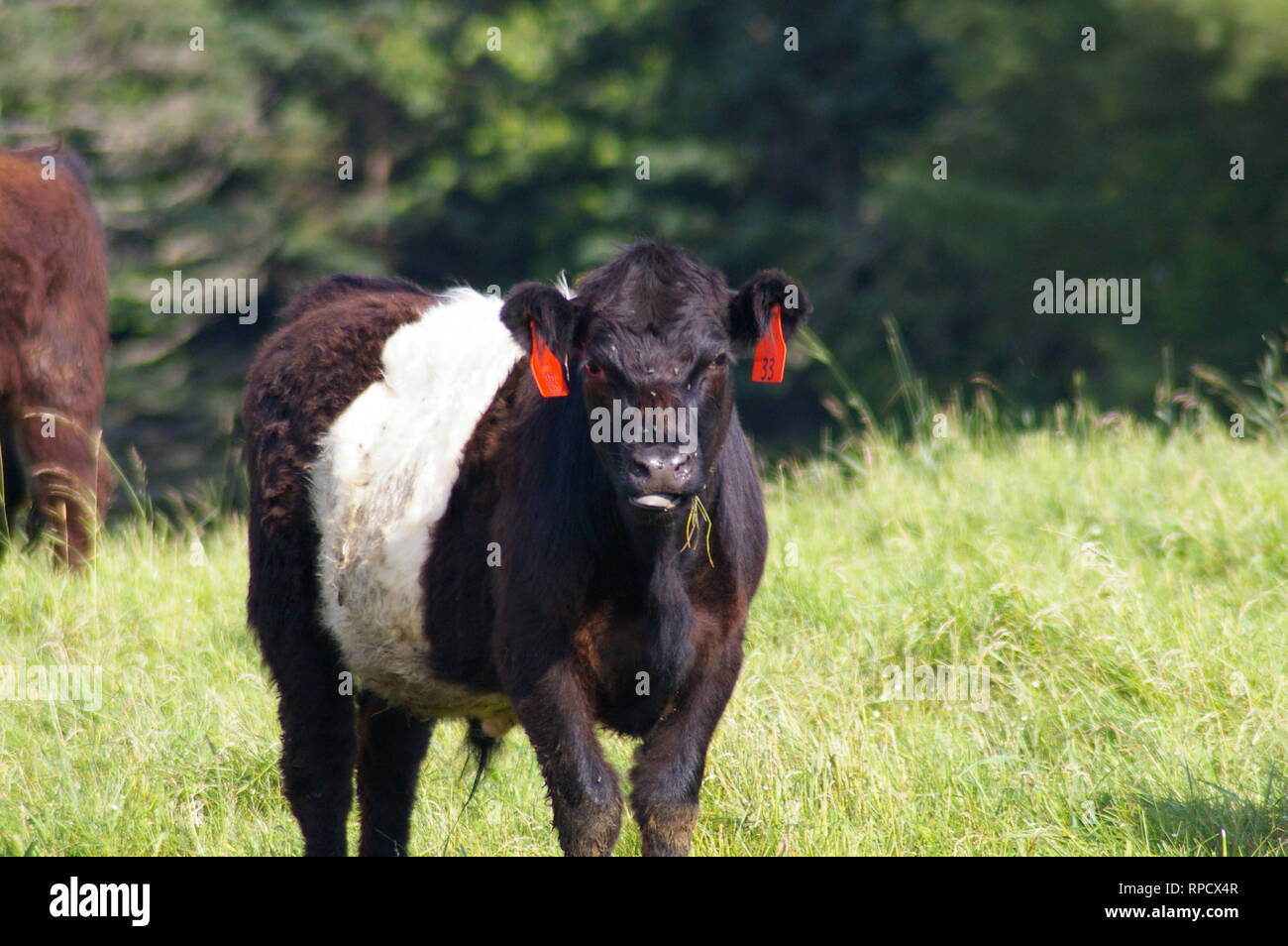 Mad Cow Stock Photo