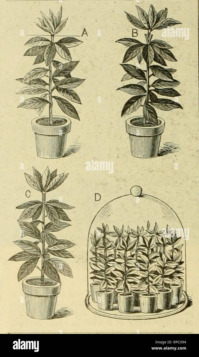 . The American florist : a weekly journal for the trade. Floriculture; Florists. 344 The American Florist. April IS, pare favorably with the best exhibited at the recent Philadelphia show. In the palm house the plants were the picture of health and vigor, and a speci- men of Cibotium regale in the fernery was perhaps as fine as any in the country. Lachenalia pendula and I,, quadricolor are used here to advantage in hanging l)askets—one variety in each basket—and a more beautiful object than a well-flowered basket of these old plants it would be (lifTicult to find. The wonder is that they have  Stock Photo