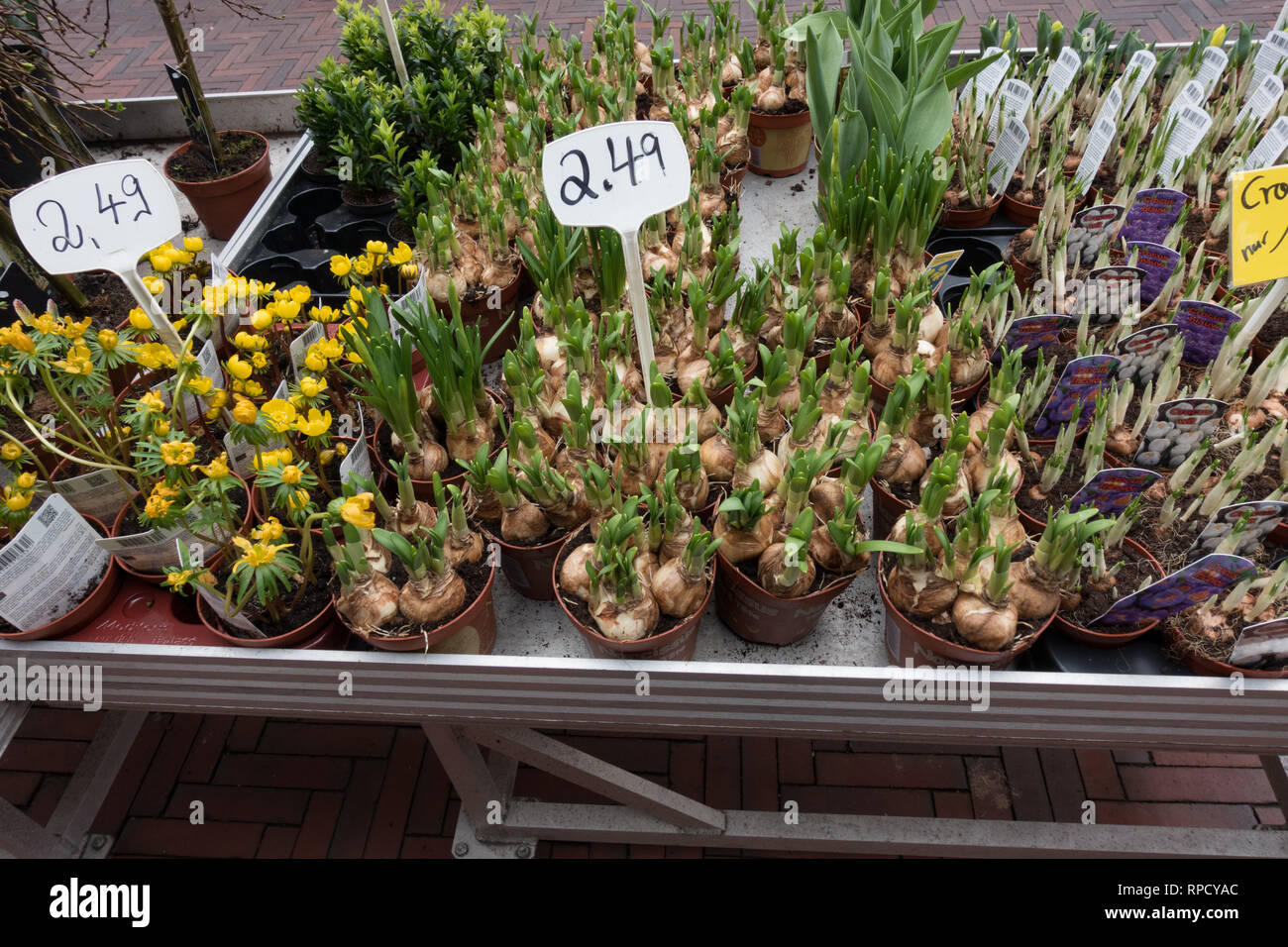 Spring Plants For Sale Outside Shop Norden East Frisia Lower
