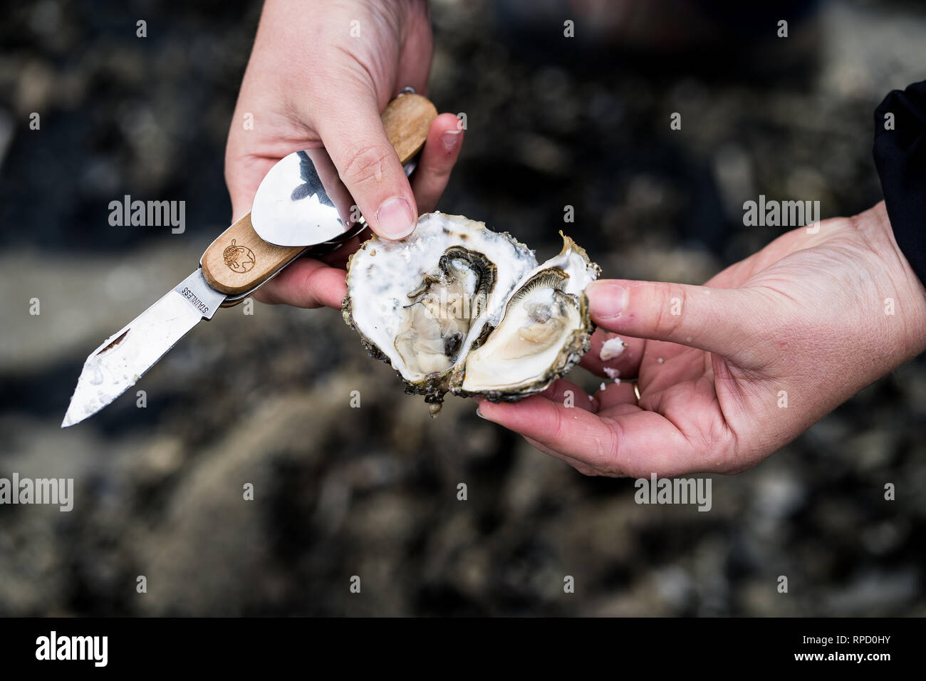 fresh oyster, bretagne, france Stock Photo Alamy