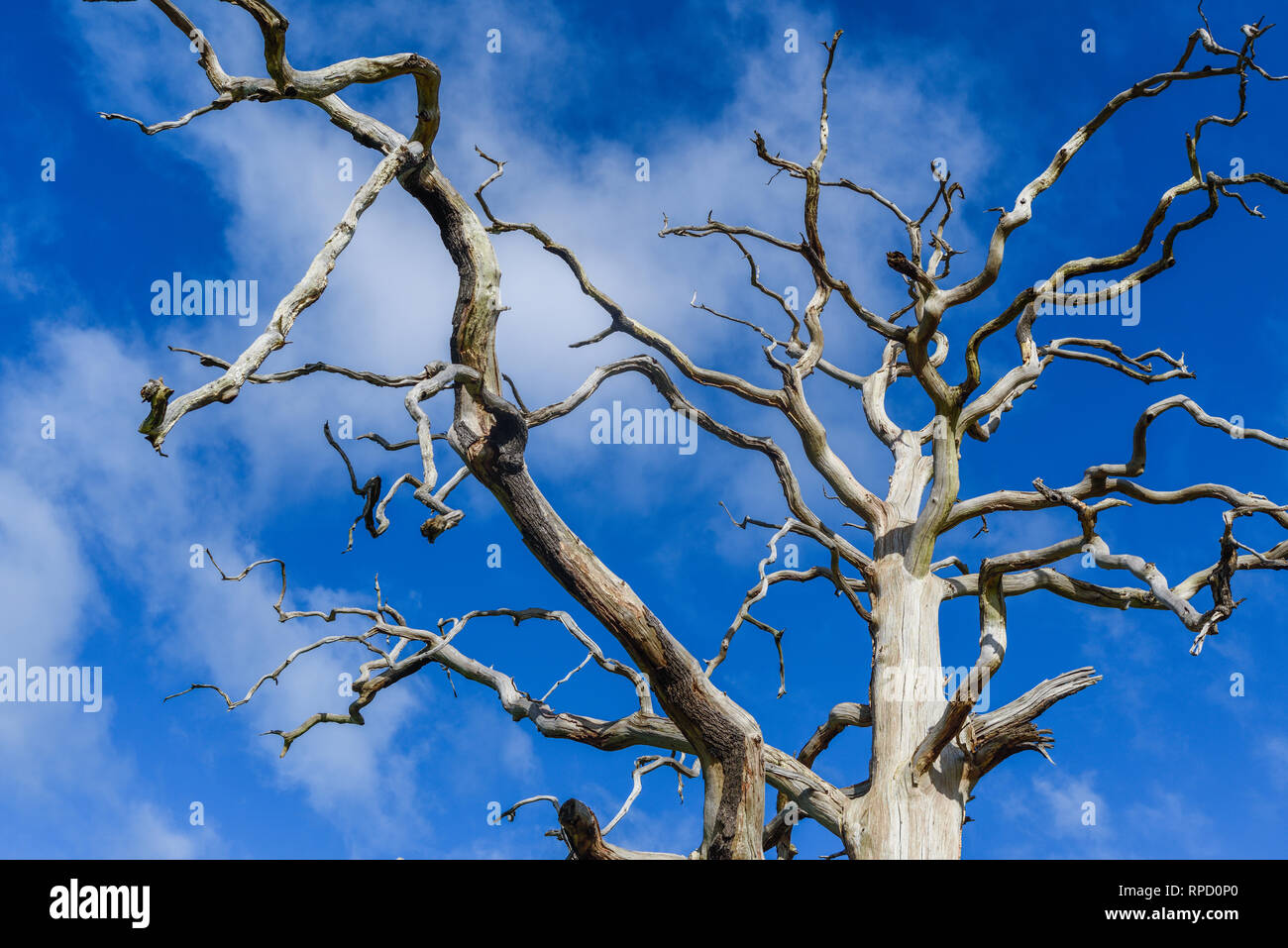 Old Trees Lightning Strike High Resolution Stock Photography and Images ...