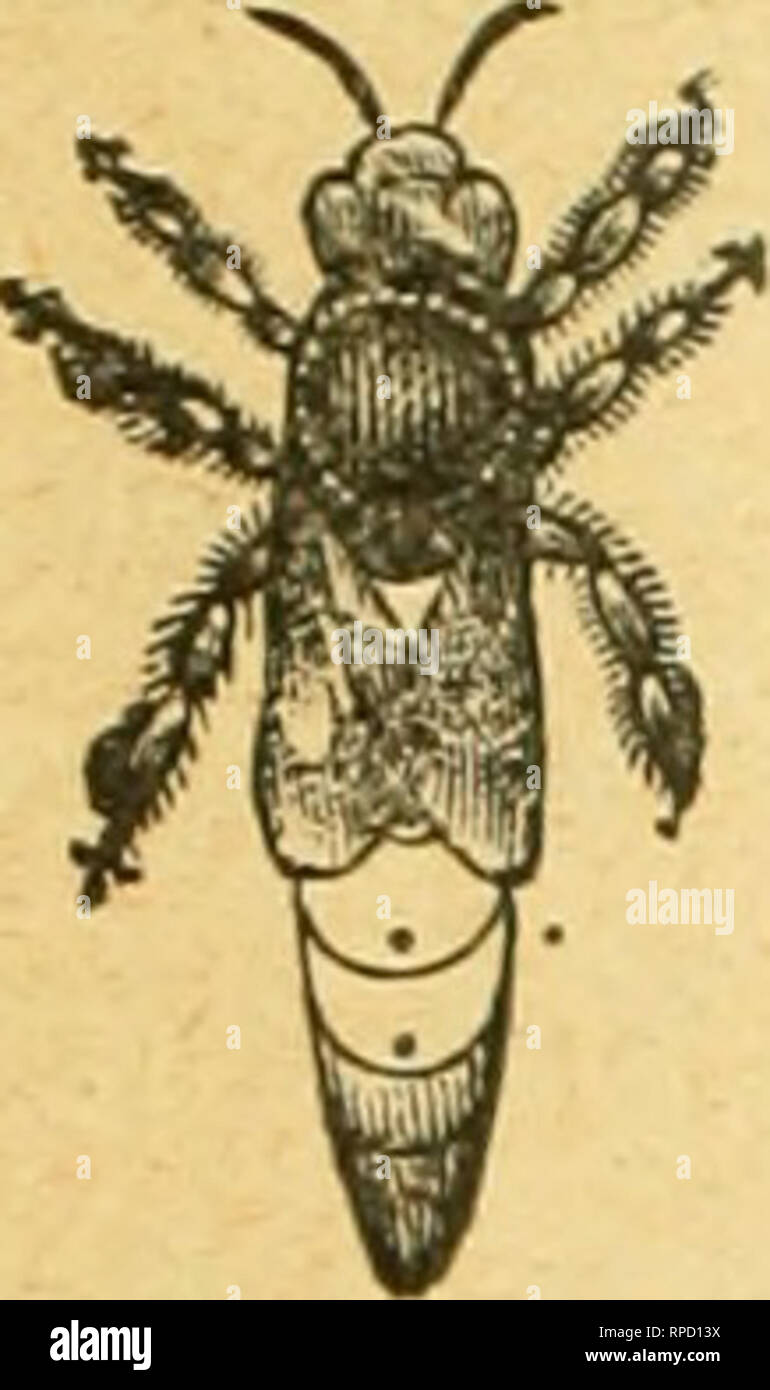 . American bee journal. Bee culture; Bees. 446 AMERICAN BEE JOURNAL, July 12, 1900. Se iiaiian Queens One Untested Queen $ .00 One Tested Queen so One Select Tested Queen 1.00 OueBreeder l.SO Gne-CumbNucleus 1.00 2nearsReariiiEl3ueeiis for tlie Tracle, We Guarantee Safe Ar- rlfal. J. L. STRONG, 14Atf CLARINDA, Page Co., IOWA. Please mention Bee Jovirnal -when -writing. Italian Queens. Untested Queens *o.™ J2.50 S4.50 Select Untested Queens 1.25 3.25 h.OO Tested Queens 1-25 3.50 i.m Select Tested Queens 2.00 S.OO 0.00 These Oueens are ie.-ired from honey-ffather- ers. Orders filled in rotation. Stock Photo