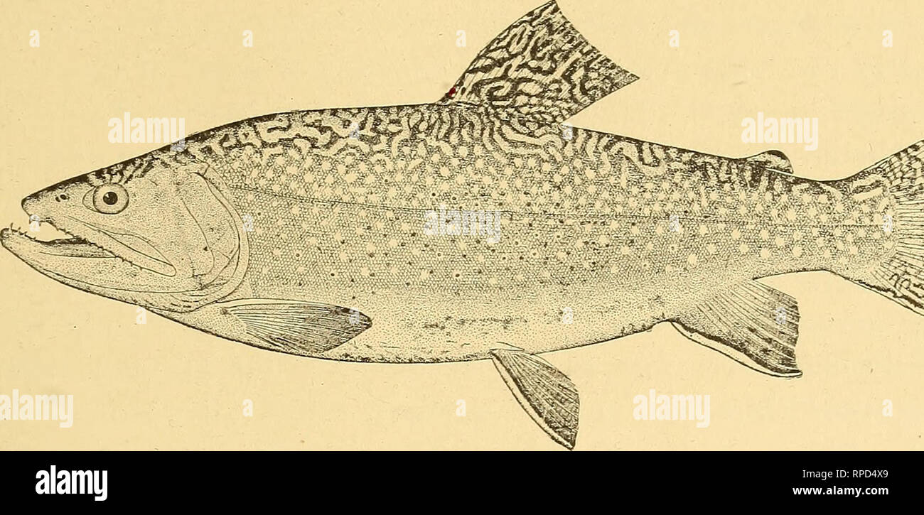 . American fishes; a popular treatise upon the game and food fishes of North America, with especial reference to habits and methods of capture. Fishes. THE EASTERN BROOK TROUT. THE BROOK TROUTS OR CHARS. Here comes another trout that I must tickle, and tickle daintily. I've lost my end else. Beaumont and Fletcher. /^UR Brook Trouts belong to the division of the Sahnon family known to ^^^the English as &quot; Chars,&quot; a group confined, for the most part to fresh- water lakes and streams, and distinguished from the true Salmons by a peculiar arrangement of teeth on the vomer, and also by the Stock Photo