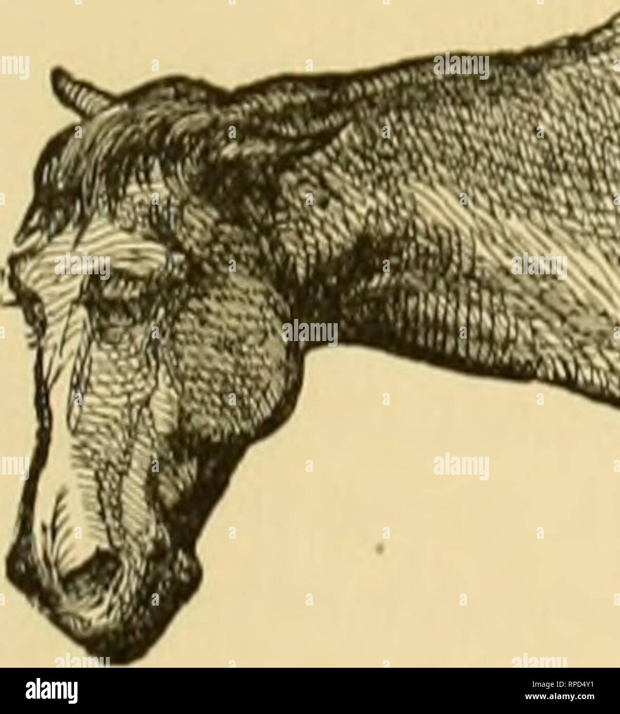. The American farmer's pictorial cyclopedia of live stock ... Livestock; Veterinary medicine. I'KKllINC A IIOKSI-, WITH TKTANIJS. liquid food ciui Ix' i^ivca tlirou^ili ,i tiihc passed lliroiijjjii oik^ of I lie iioslrils iind down into th(! tln-oid, or tiu-y nmy bo givcni hy tho rectum ; but in tho liitter ciiso liirgo (juunti- ti('s will bo noccssary, :i,s a i)orti()n will not bi; absoi'hcd. VI. Detection of Disease. It is of tlic. grciitcst ini- ])ort;uic(^ 1 liat every stable- man should have a quick eye for tlio early synip- loms of disease in his stock. Iiiiiorancc of these; snii)toms  Stock Photo