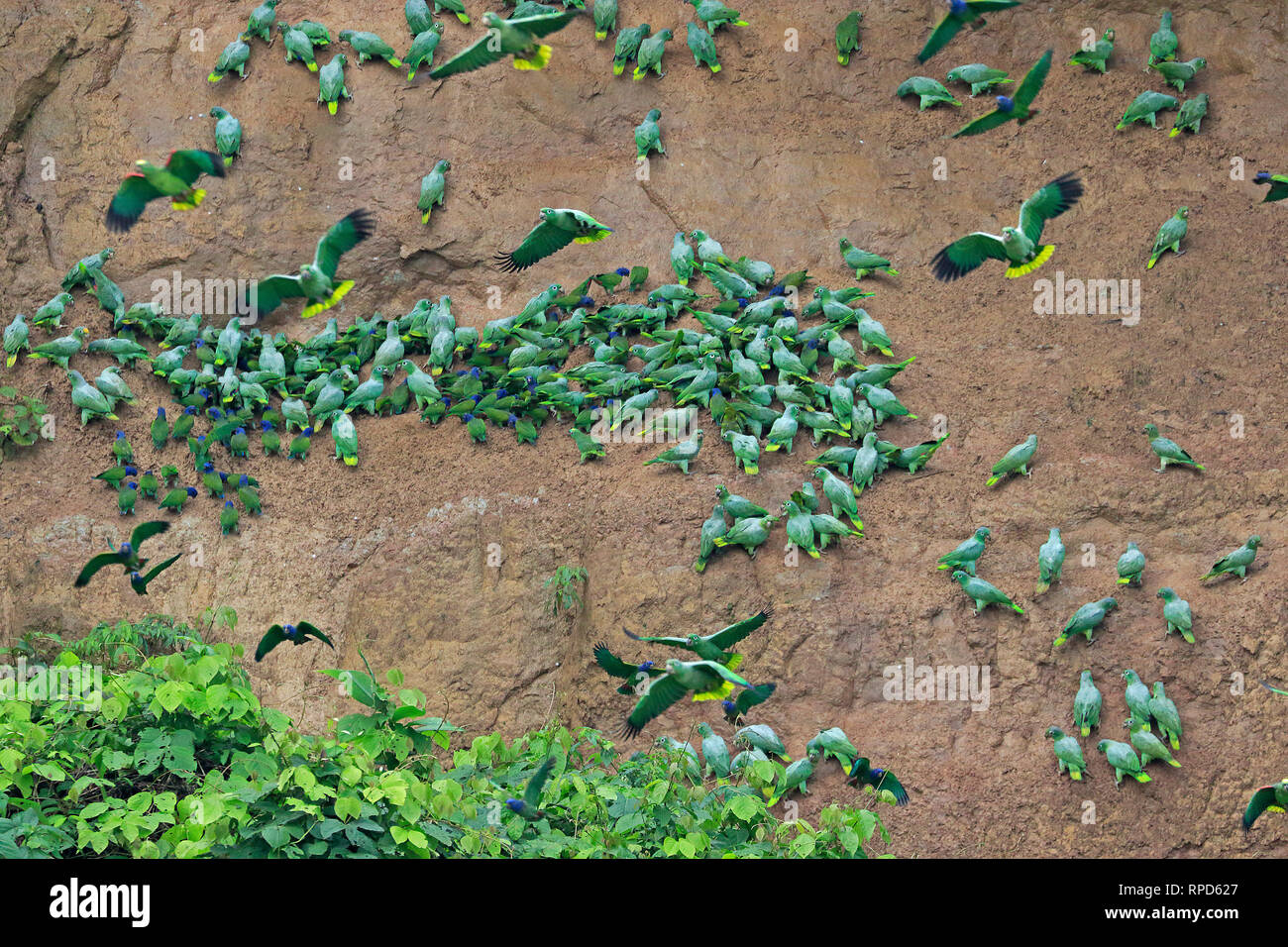 Parrots at a clay lick on the Napo River Ecuador Amazon Stock Photo