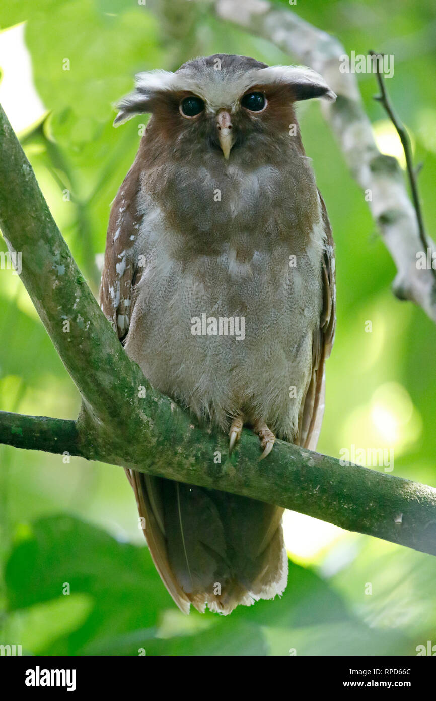Crested owl hi-res stock photography and images - Alamy