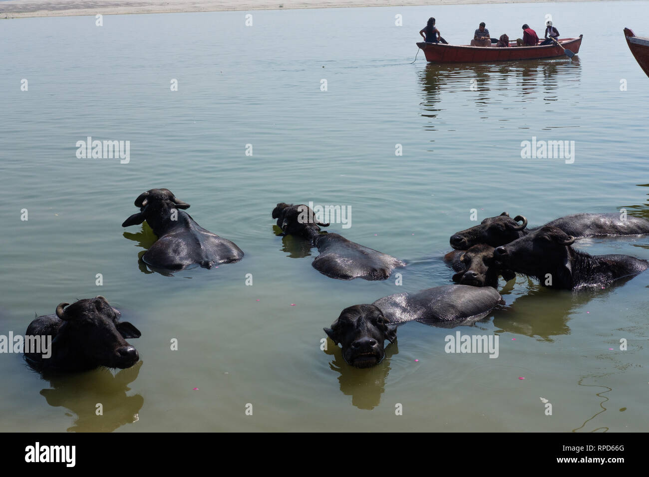 Water buffaloes in the Ganges River in Varanasi, India Stock Photo