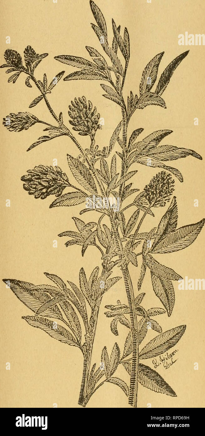 . American bee journal. Bee culture; Bees. 35tli Year. CHICAGO, ILL., APRIL 25, 1895. No. 17. Coi;)tributed /Kriicles^ On Important JLjyiarian Subjects. No. 3. -Bits of Experience, and a Few Ques- tions Suggested by Them. BY T. I. DUGDALE. (Continued from page 248.) It has often been stated that in order to winter success- fully, a colony of bees must have nearly all their winter sup- ply of honey capped over. While this in the main maybe true, I wish to mention a case which came under my observa- tion. In the fall of 1893, while lookins over my bees to as- certain their condition as to stores Stock Photo