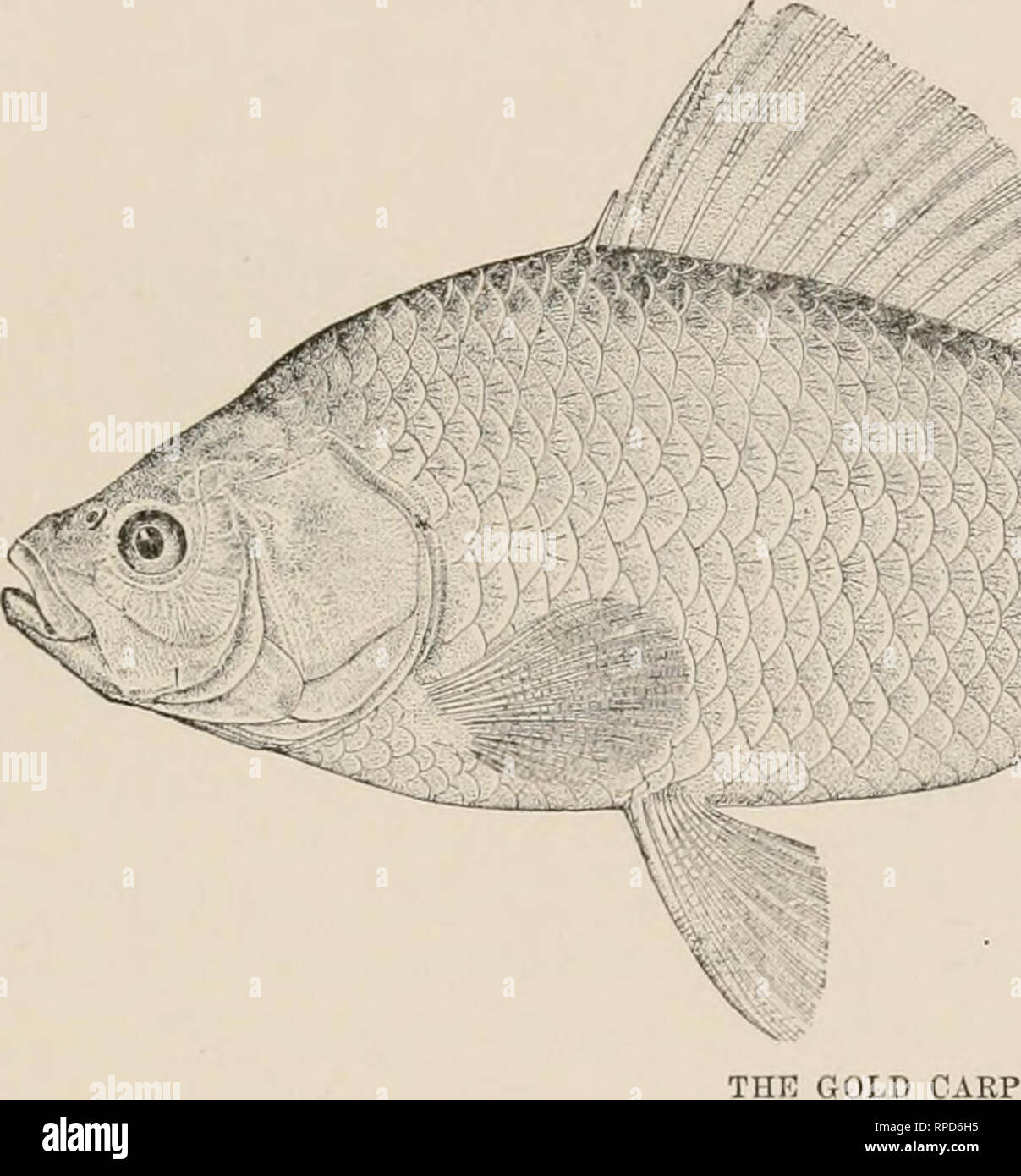 American fishes : a popular treatise upon the game and food fishes of North  America with especial reference to habits and methods of capture. Fishes --  North America. CARP, DA CE
