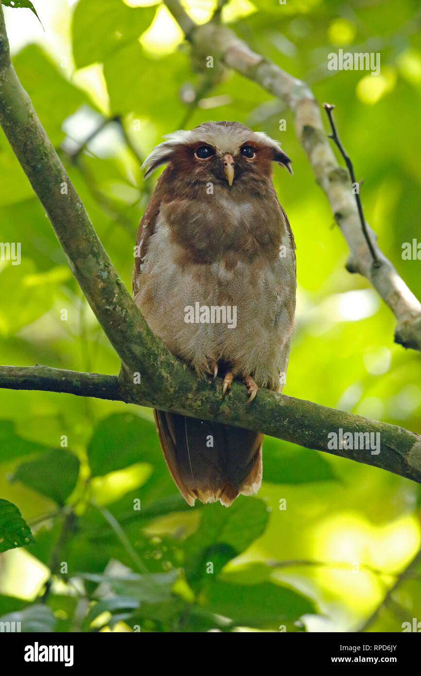 Crested Owl near Sani Lodge Ecuador Amazon Stock Photo