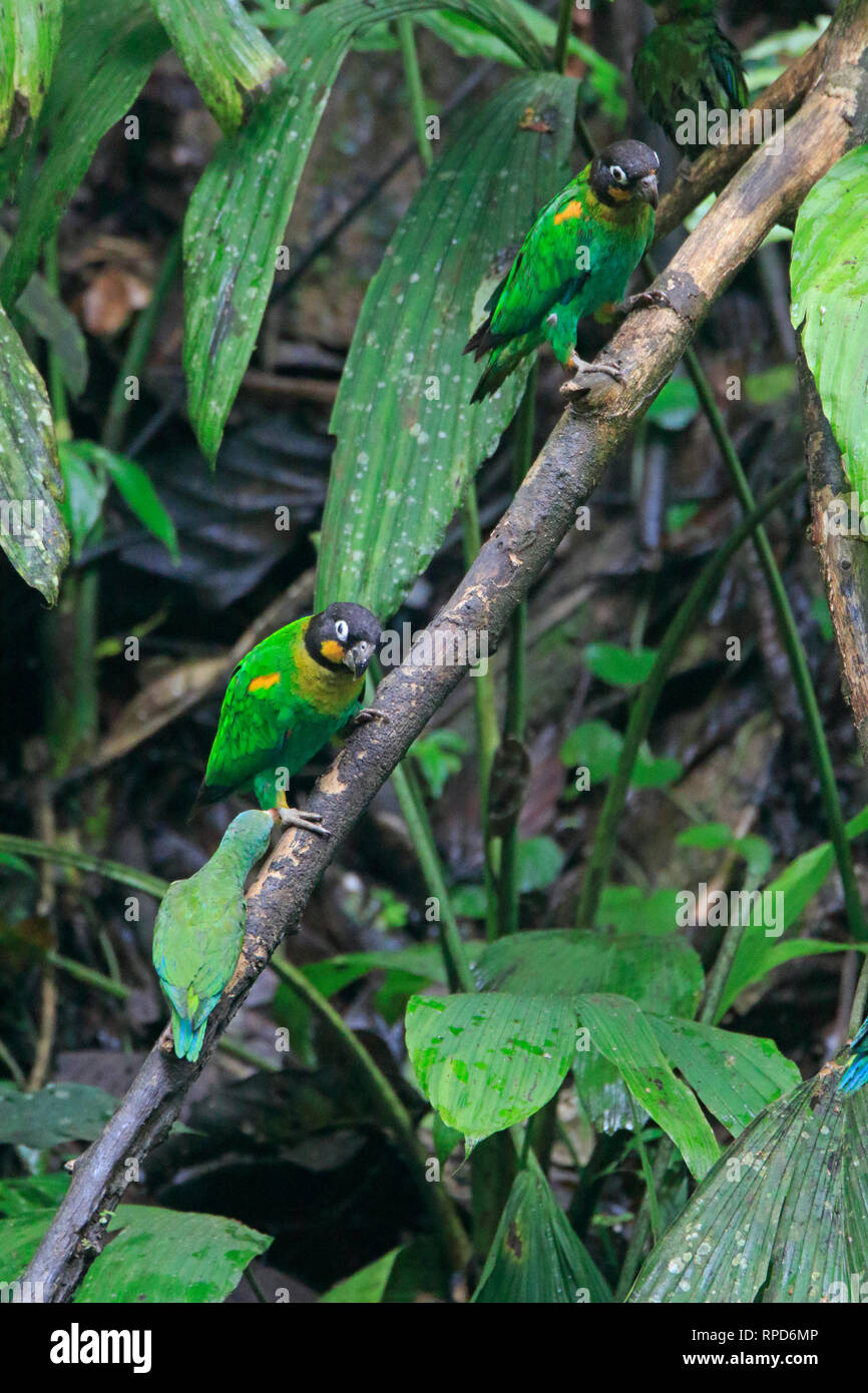 Orange-cheeked Parrots at a clay lick near the Napo River Ecuador Amazon Stock Photo