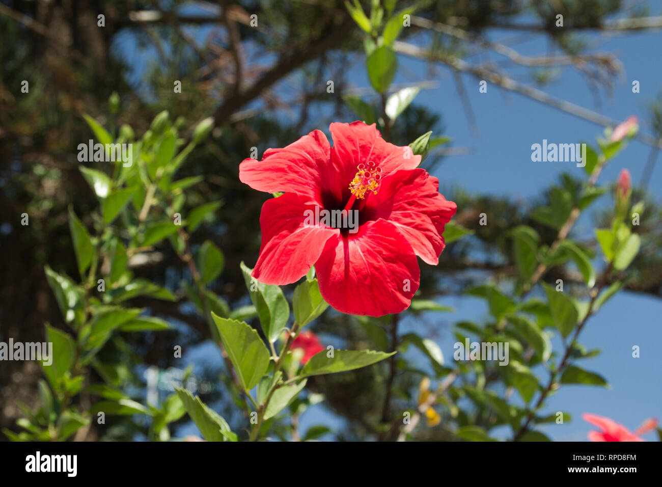 Red hibiscus flower, showing Pistil, close up, sky and leaves
