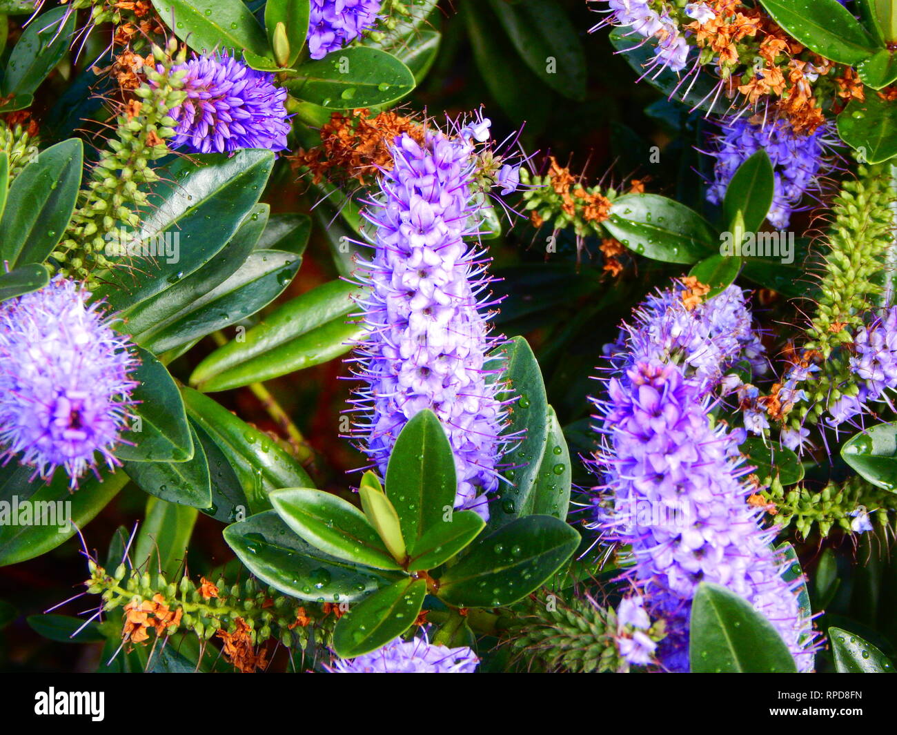 Purple flowers amongst green leaves Stock Photo